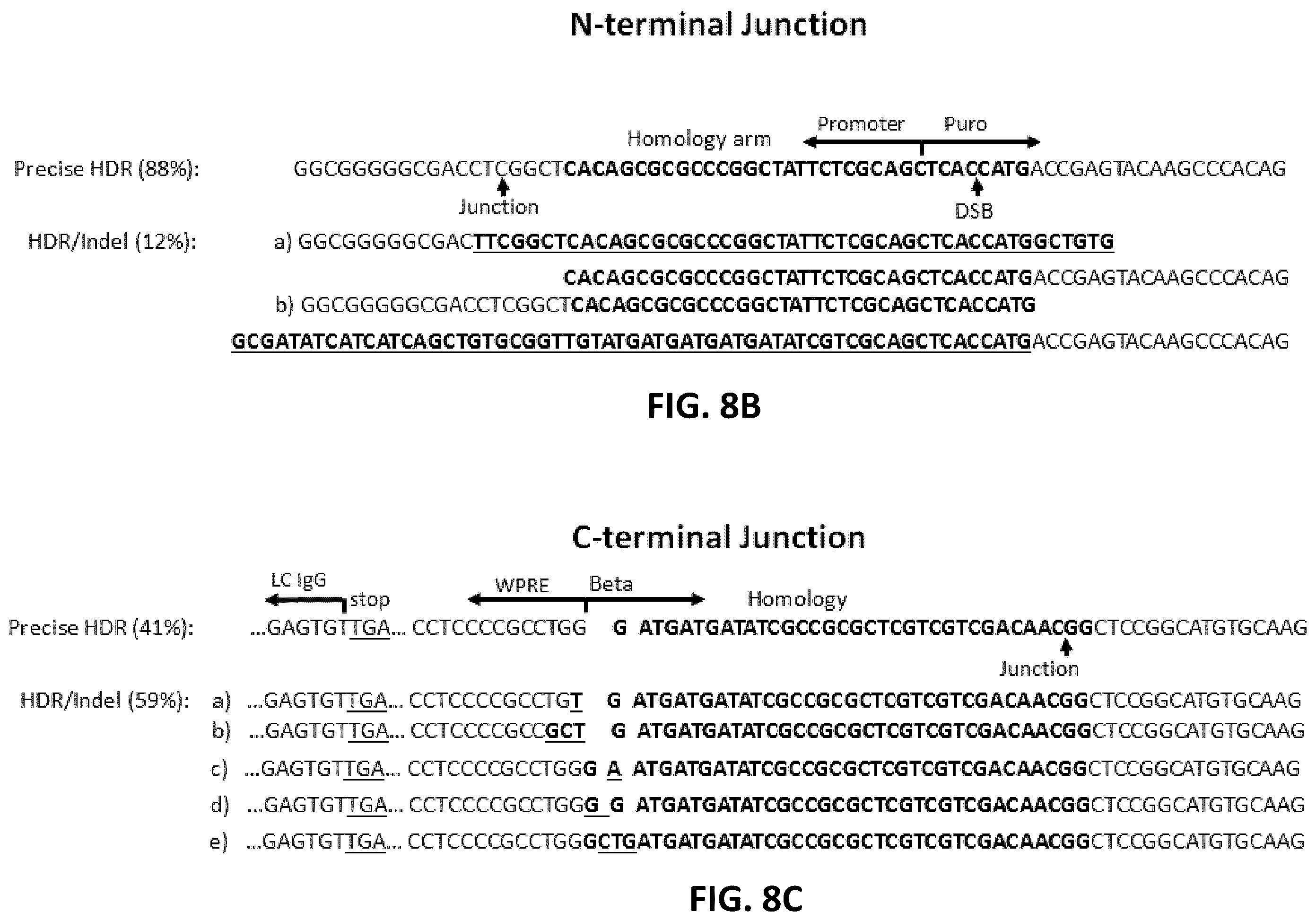 Patent US12612650 Figure 15 – Methods for improved homologous recombination and compositions thereof