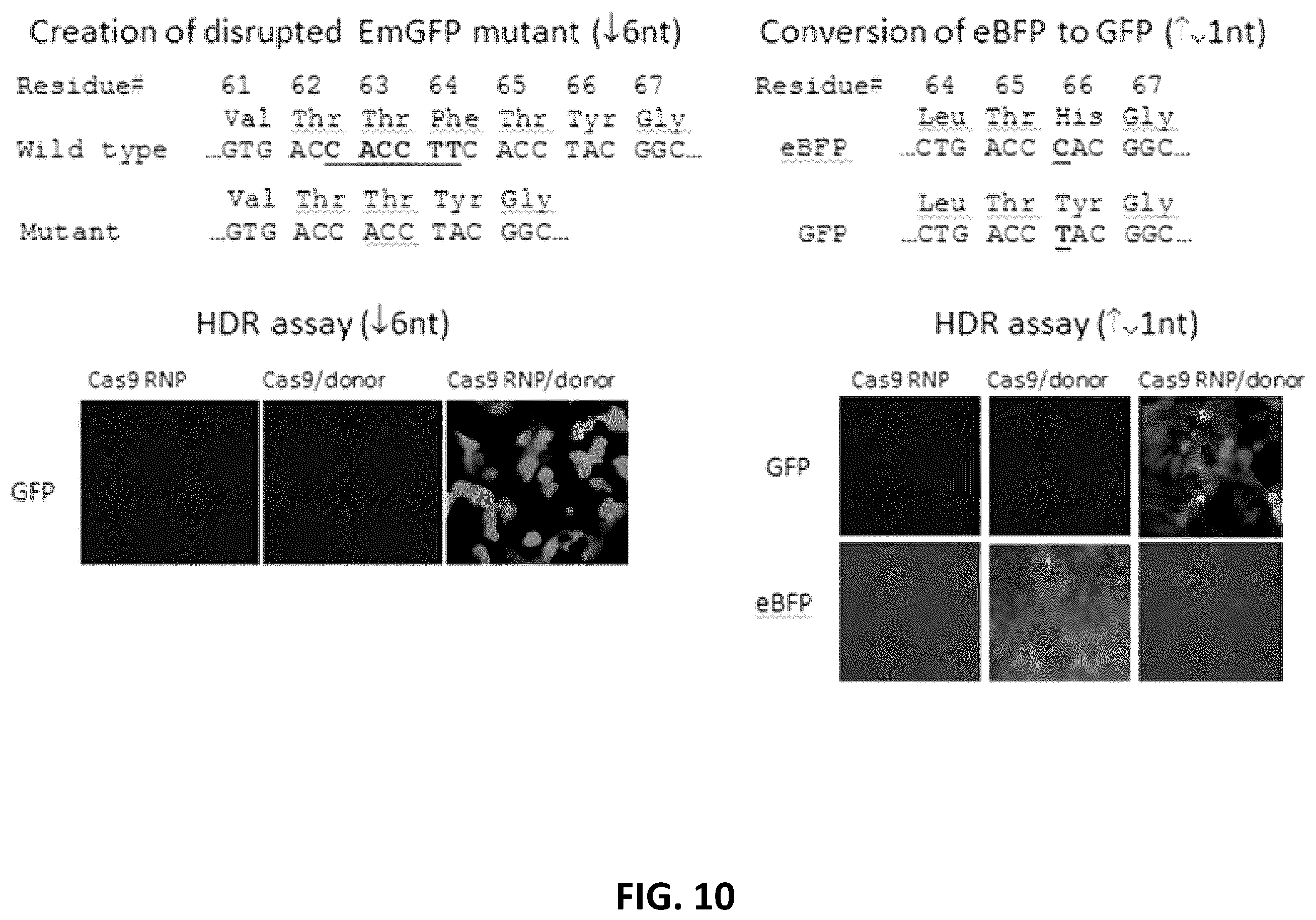 Patent US12612650 Figure 17 – Methods for improved homologous recombination and compositions thereof