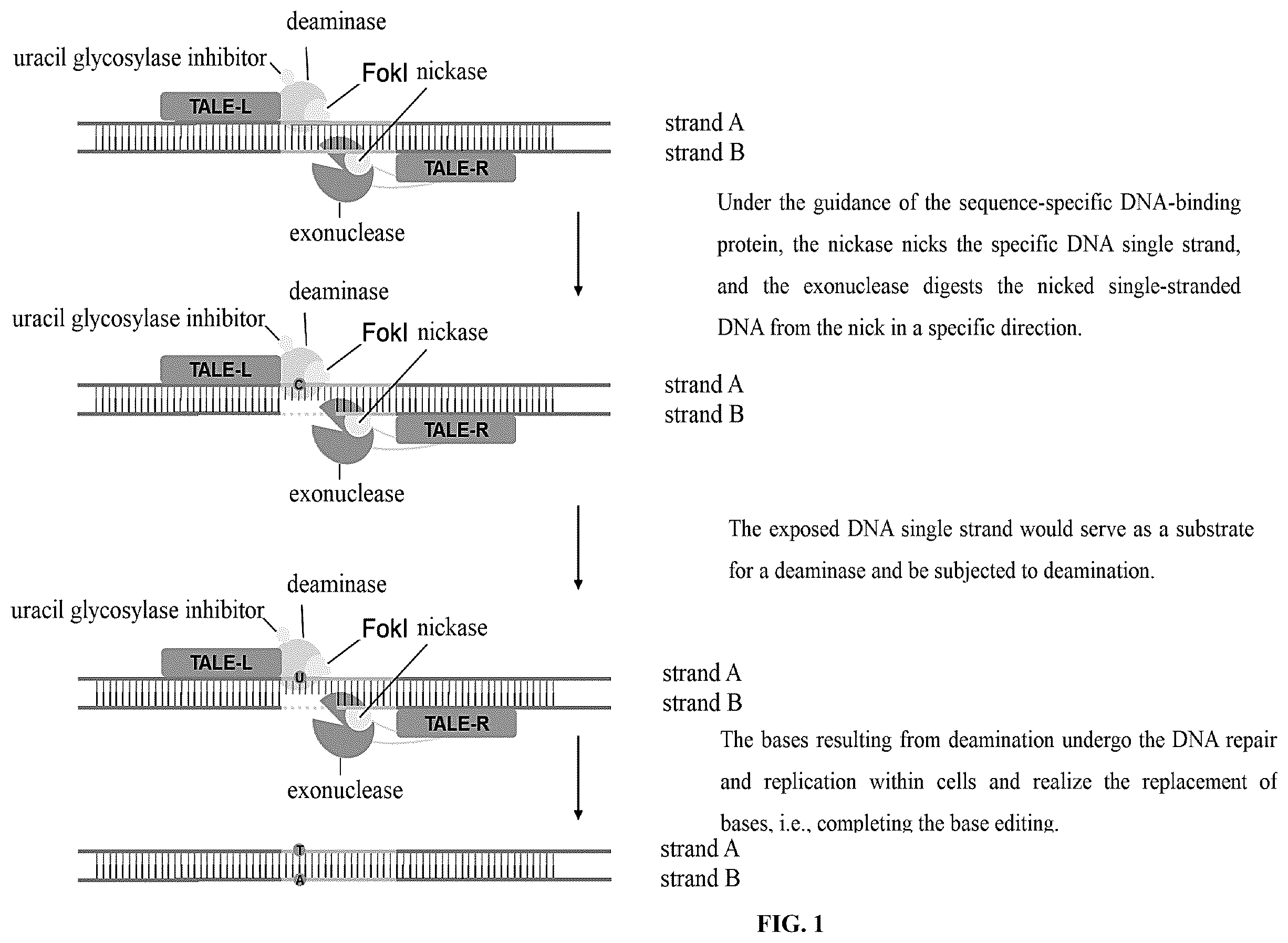 Patent US12612651 Figure 1 – Base editor and the use thereof