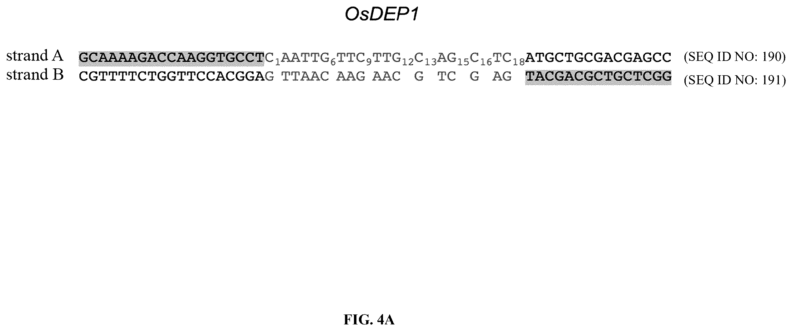 Patent US12612651 Figure 6 – Base editor and the use thereof