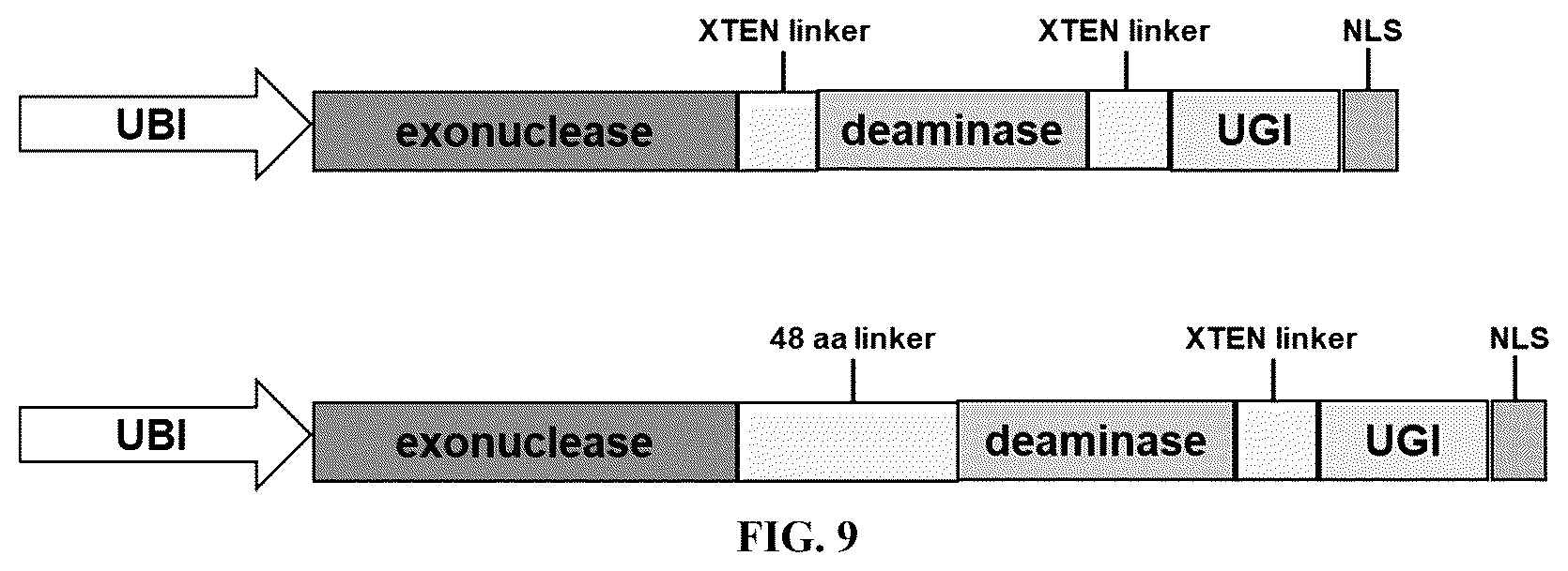 Patent US12612651 Figure 18 – Base editor and the use thereof