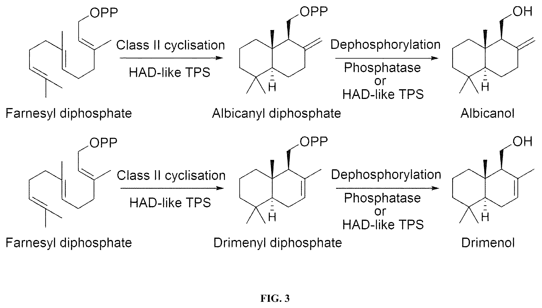 Patent US12612653 Figure 2 – Polypeptides for producing albicanol and/or drimenol compounds