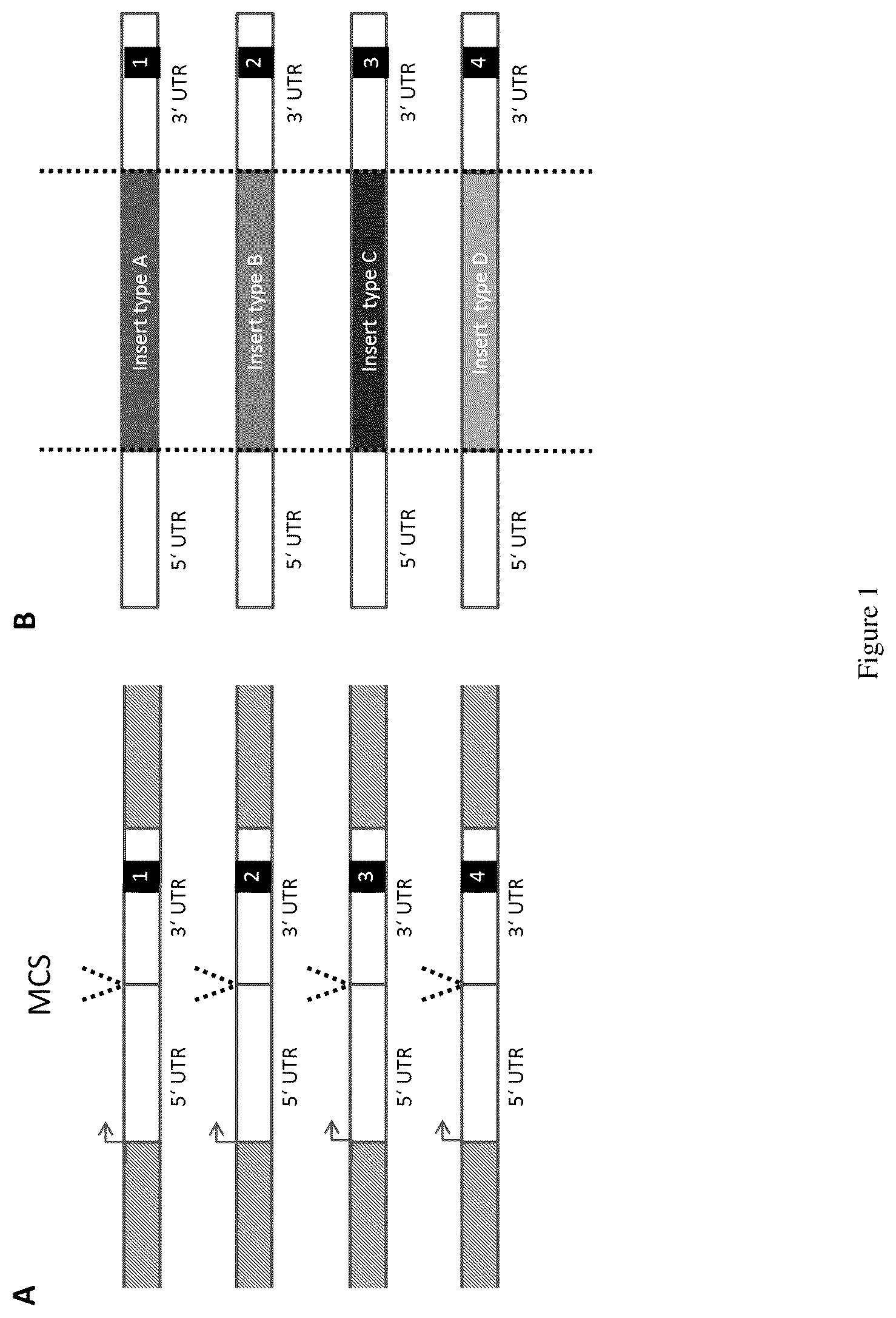 Patent US12612654 Figure 1 – Method for analyzing RNA