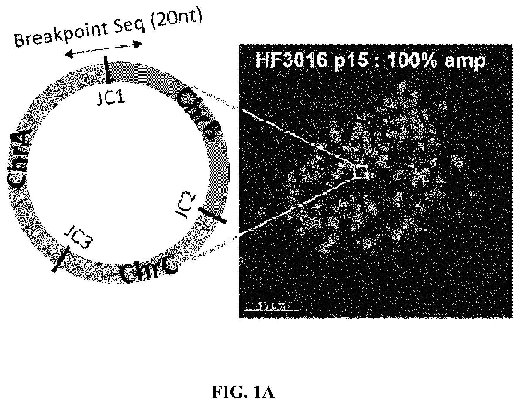 Patent US12612657 Figure 1 – Extrachromosomal DNA labeling