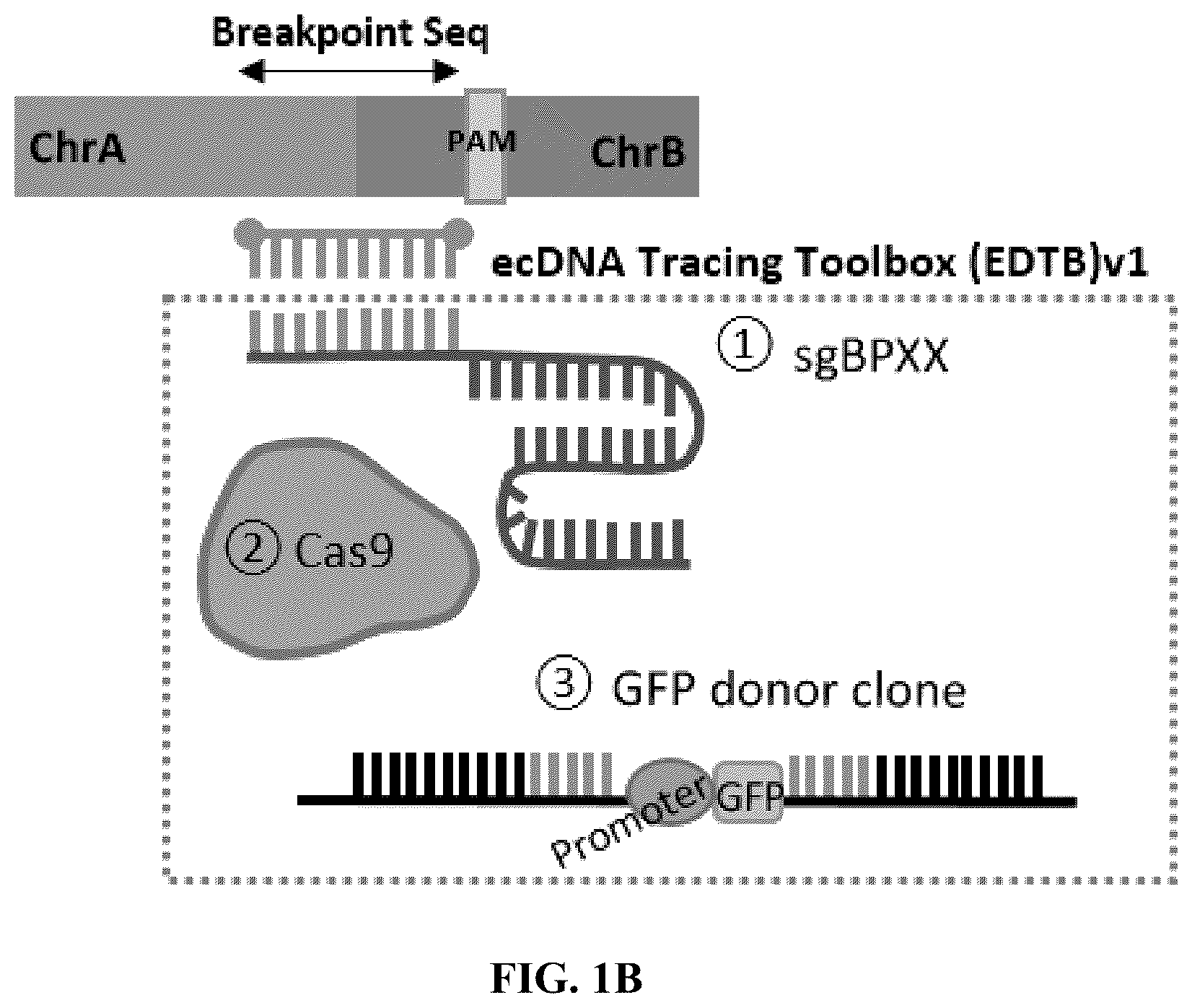 Patent US12612657 Figure 2 – Extrachromosomal DNA labeling