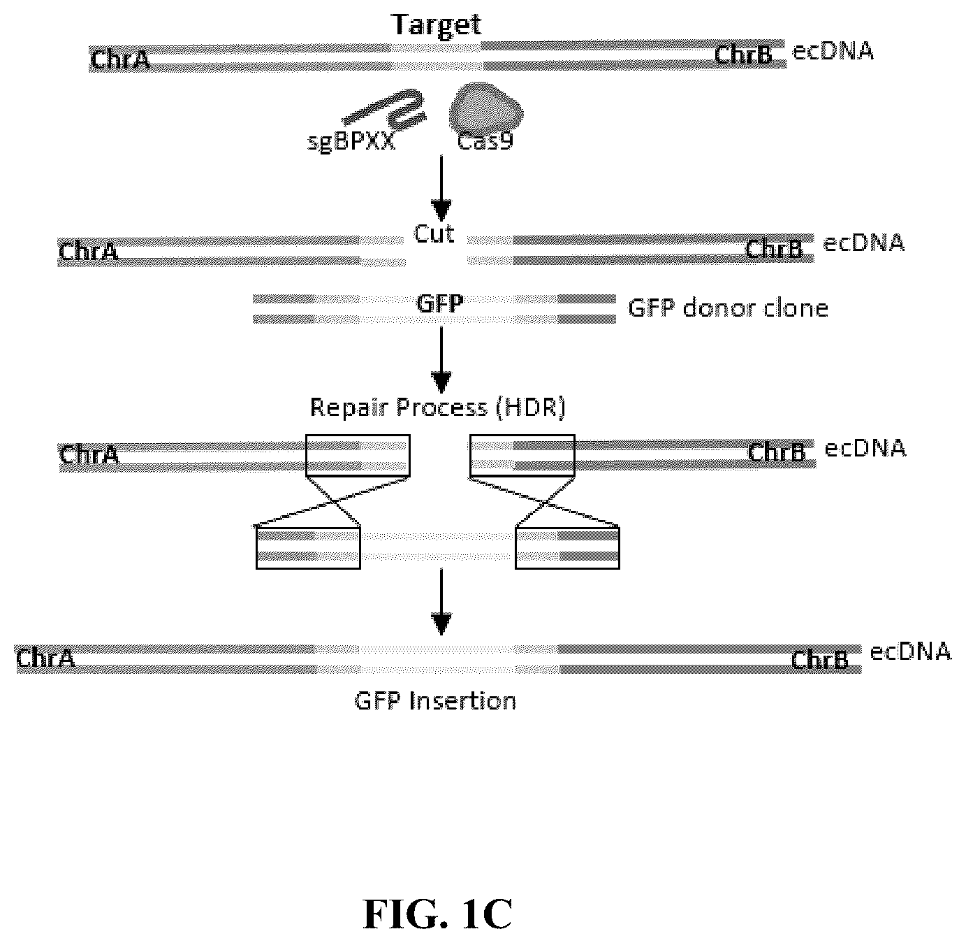 Patent US12612657 Figure 3 – Extrachromosomal DNA labeling