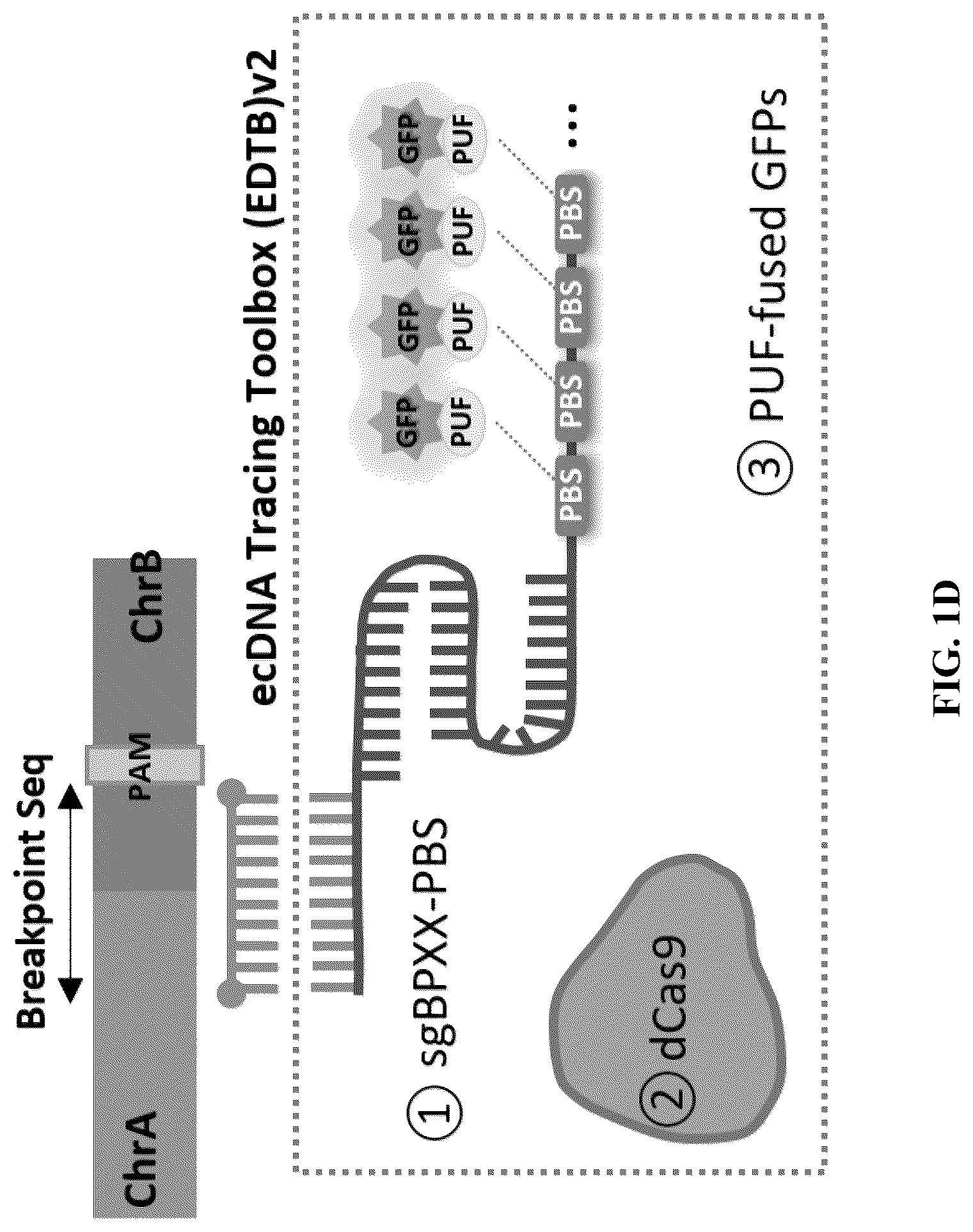 Patent US12612657 Figure 4 – Extrachromosomal DNA labeling