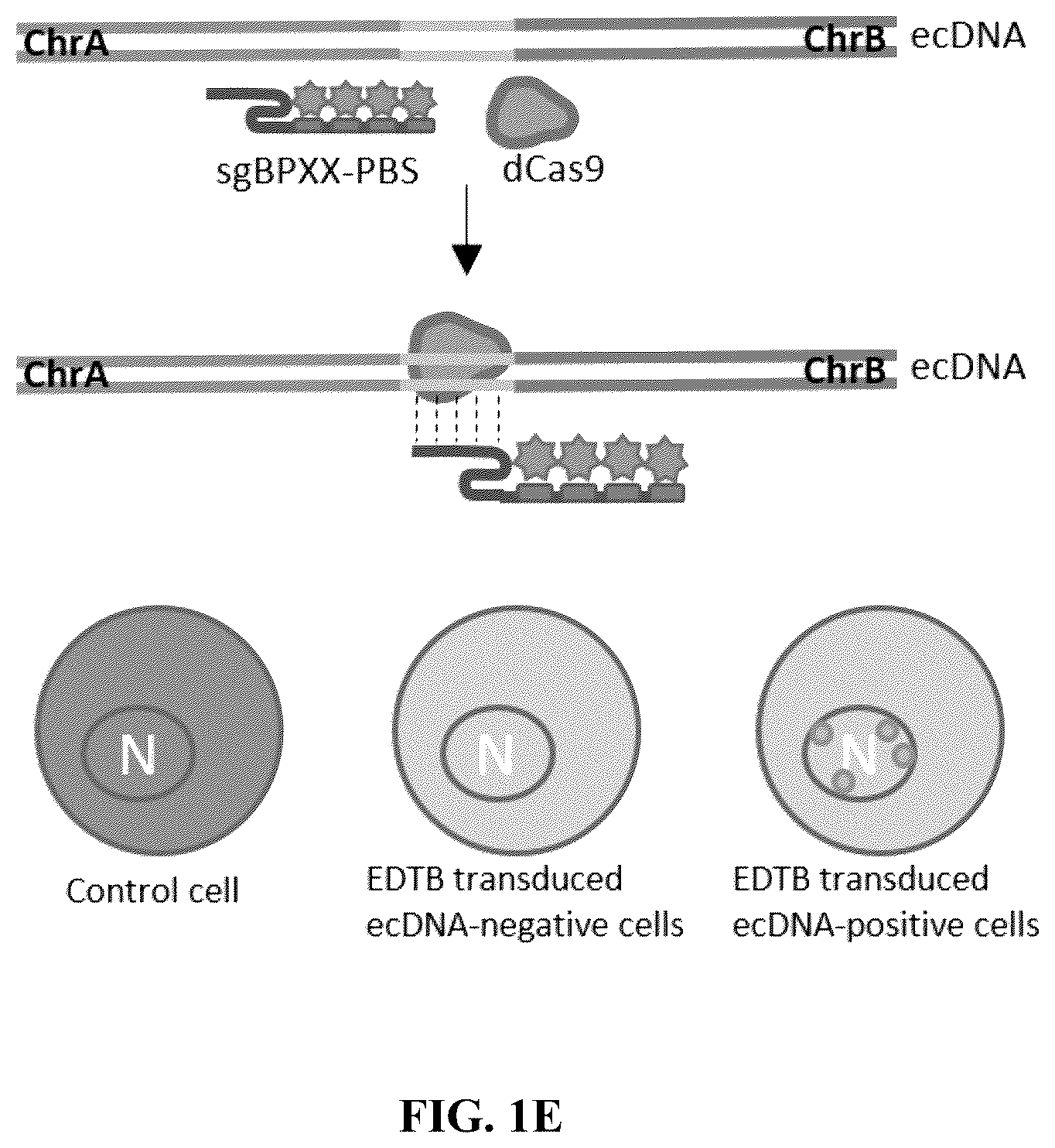 Patent US12612657 Figure 5 – Extrachromosomal DNA labeling