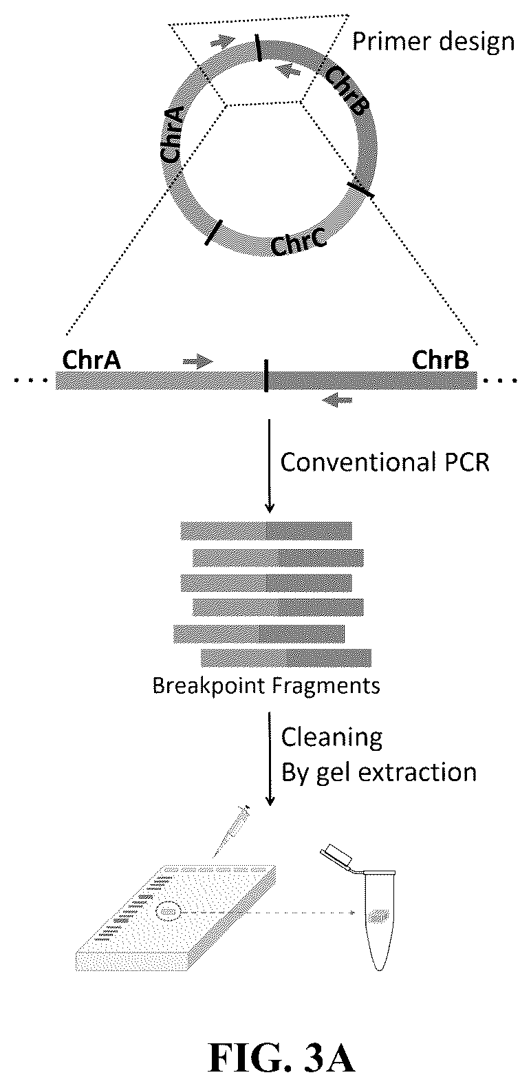 Patent US12612657 Figure 7 – Extrachromosomal DNA labeling