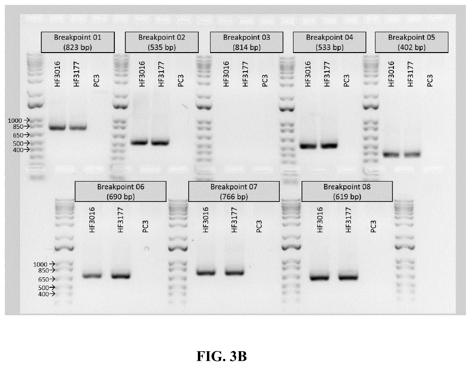 Patent US12612657 Figure 8 – Extrachromosomal DNA labeling