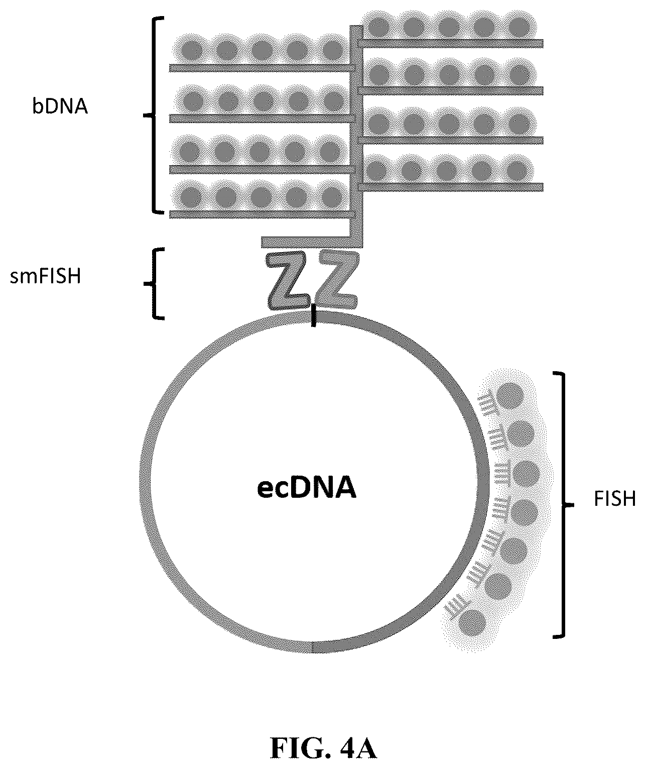 Patent US12612657 Figure 9 – Extrachromosomal DNA labeling