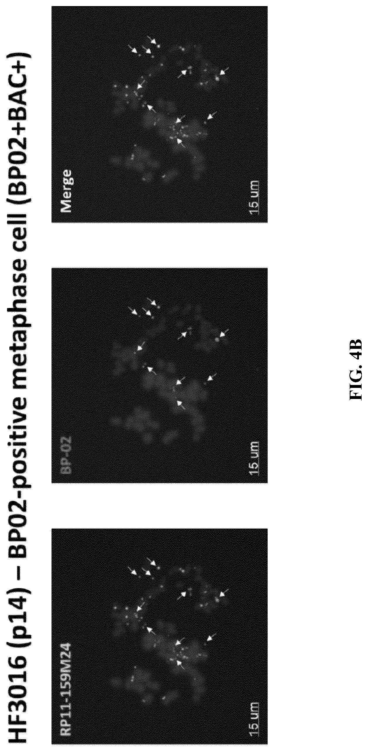 Patent US12612657 Figure 10 – Extrachromosomal DNA labeling