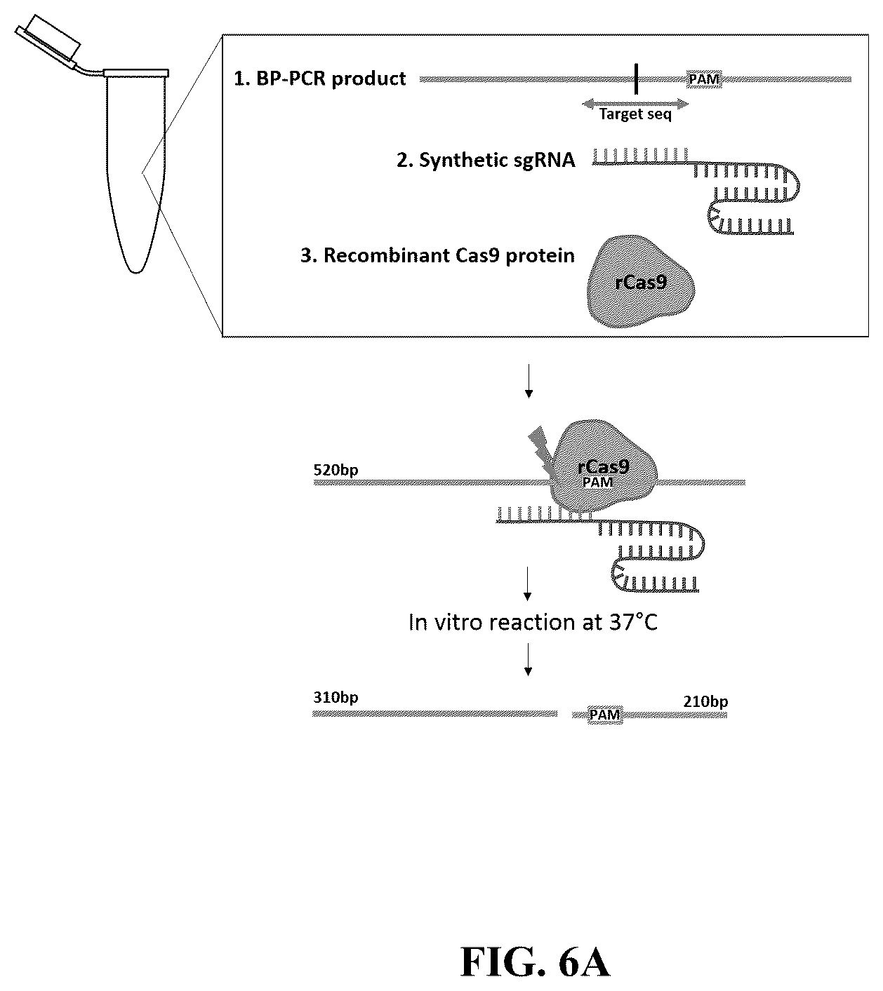 Patent US12612657 Figure 13 – Extrachromosomal DNA labeling