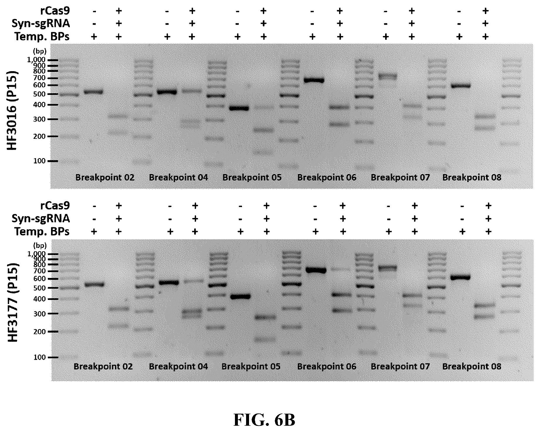 Patent US12612657 Figure 14 – Extrachromosomal DNA labeling