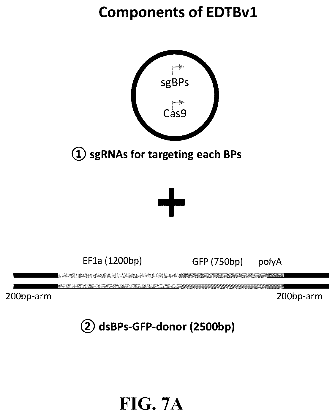 Patent US12612657 Figure 15 – Extrachromosomal DNA labeling