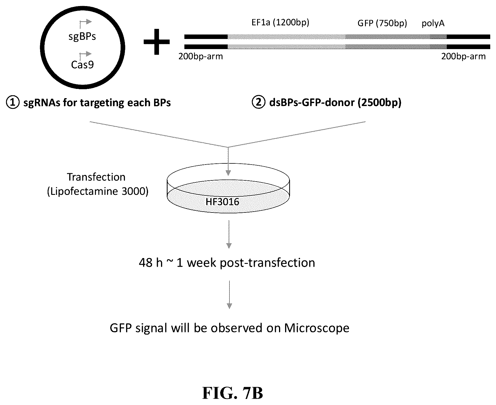Patent US12612657 Figure 16 – Extrachromosomal DNA labeling