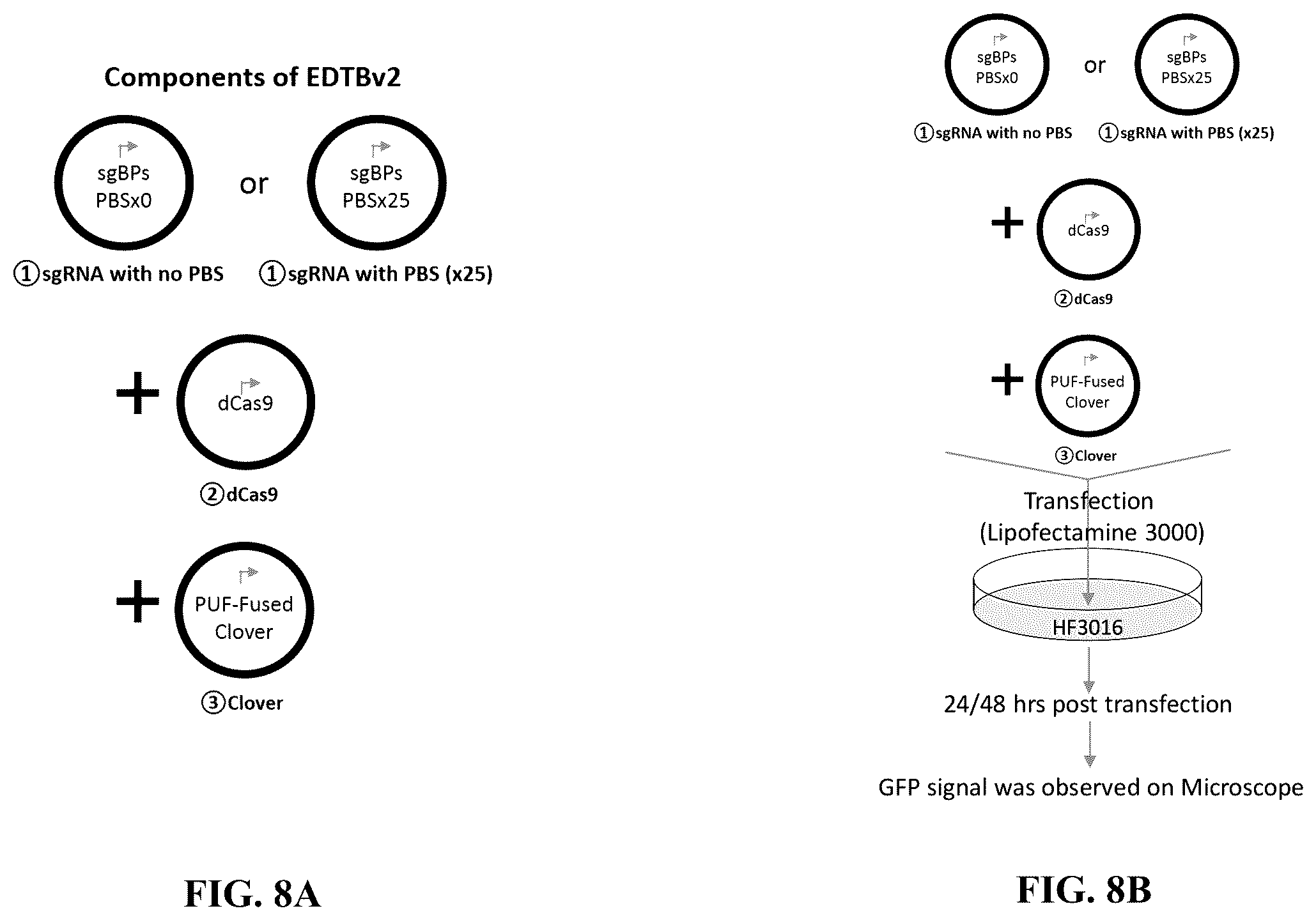 Patent US12612657 Figure 17 – Extrachromosomal DNA labeling