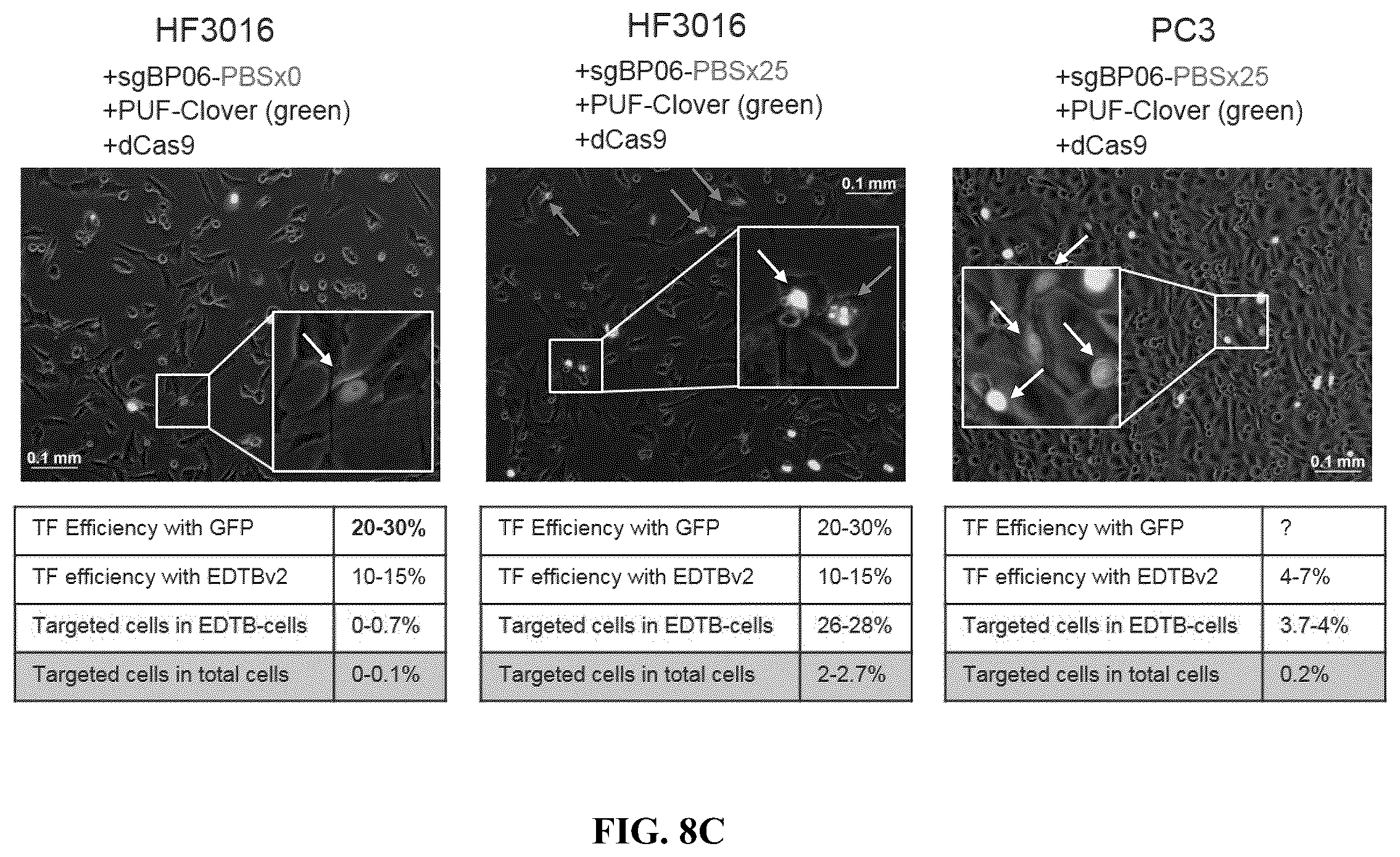 Patent US12612657 Figure 18 – Extrachromosomal DNA labeling