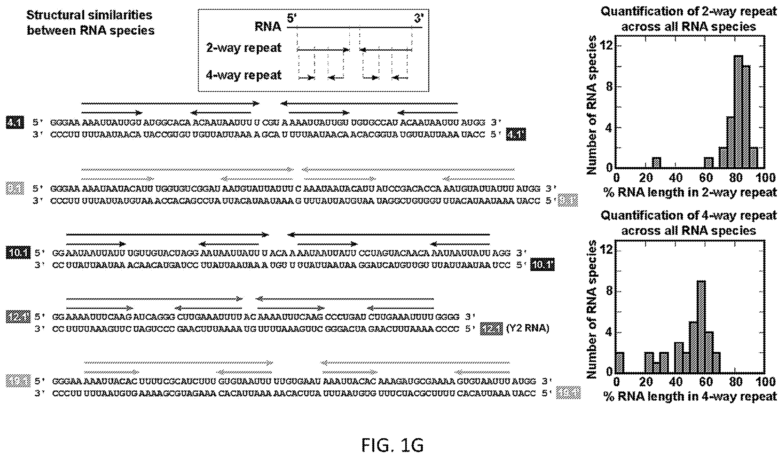 Patent US12612658 Figure 7 – RNA replication using transcription polymerases