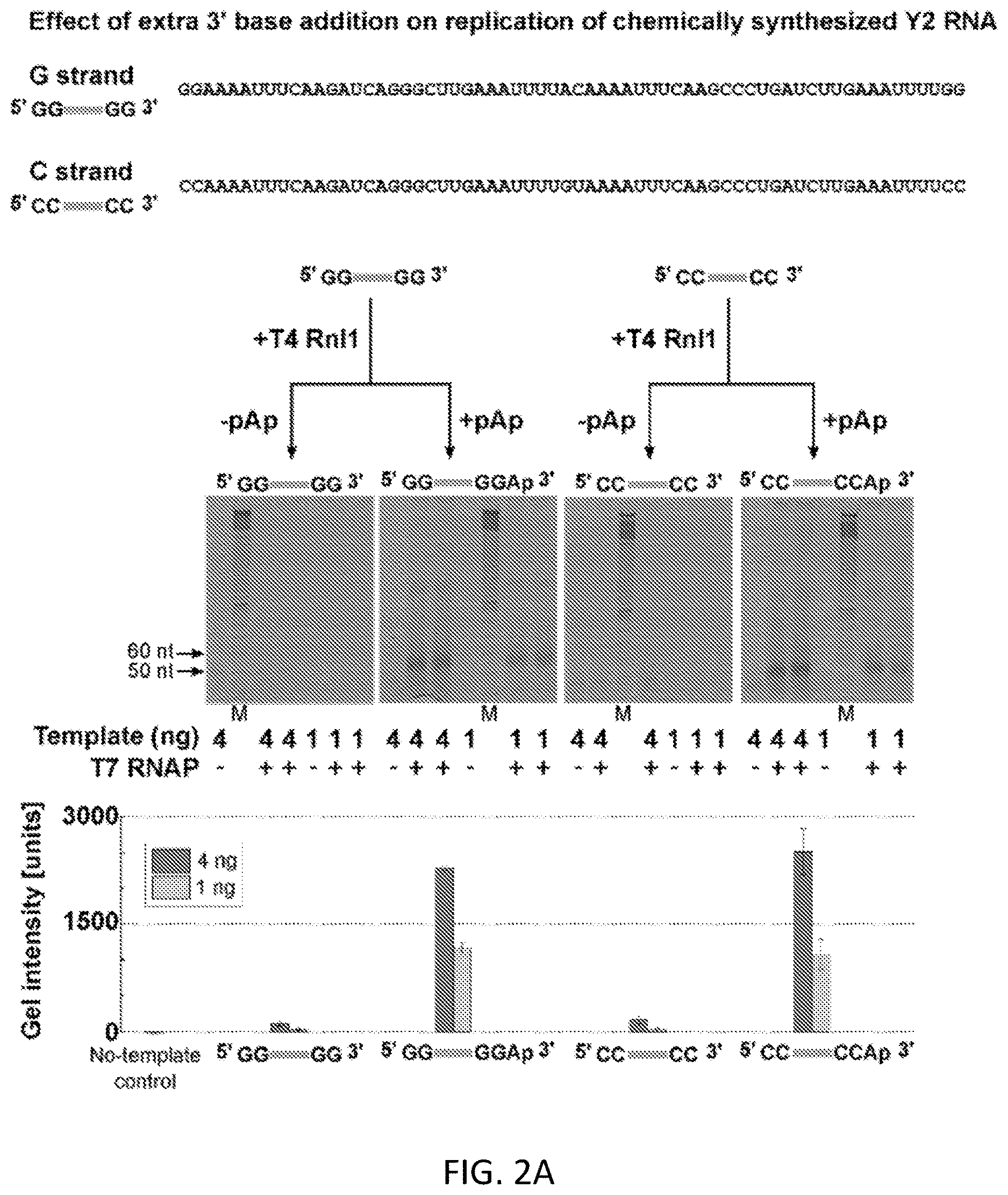 Patent US12612658 Figure 8 – RNA replication using transcription polymerases