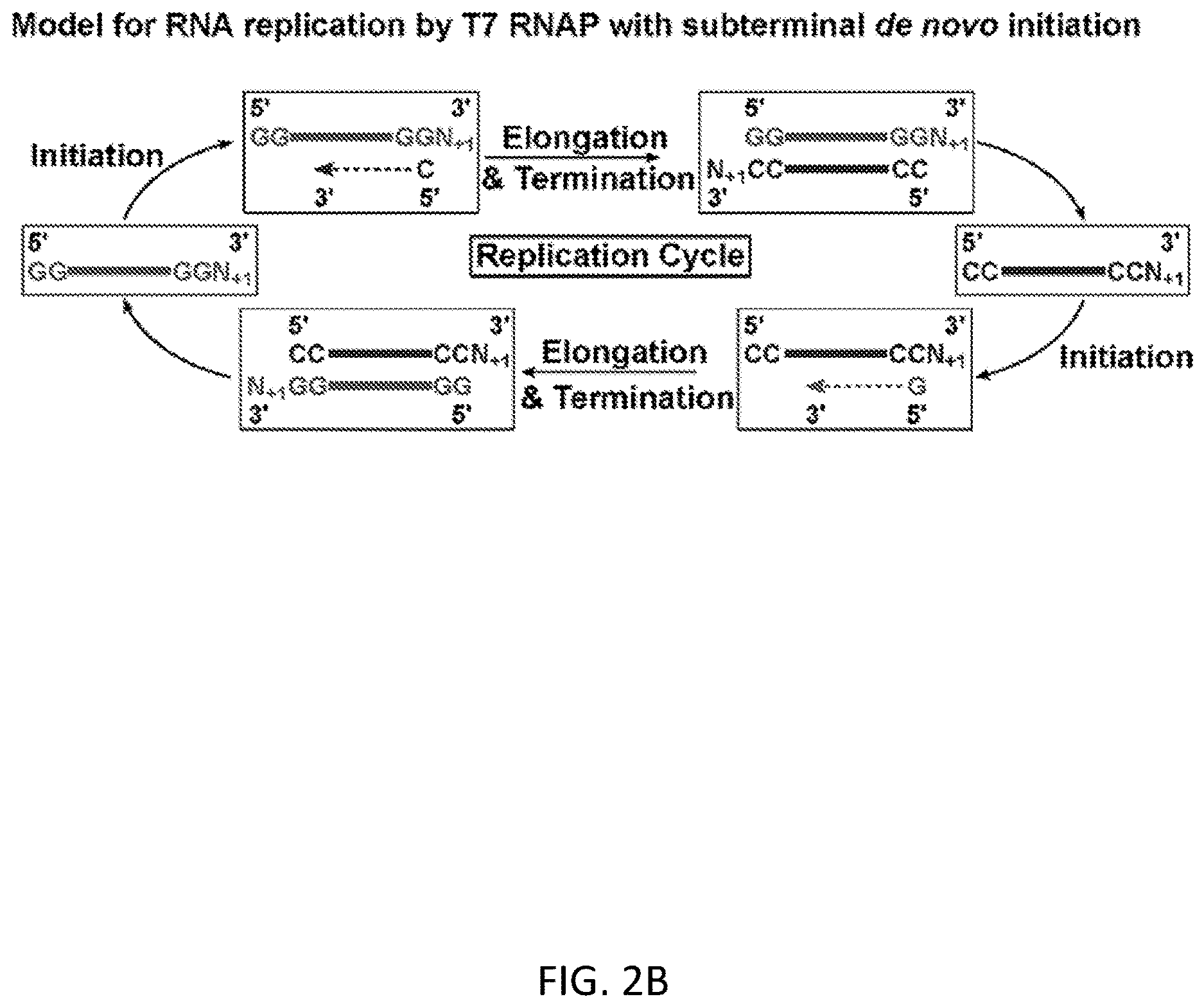Patent US12612658 Figure 9 – RNA replication using transcription polymerases