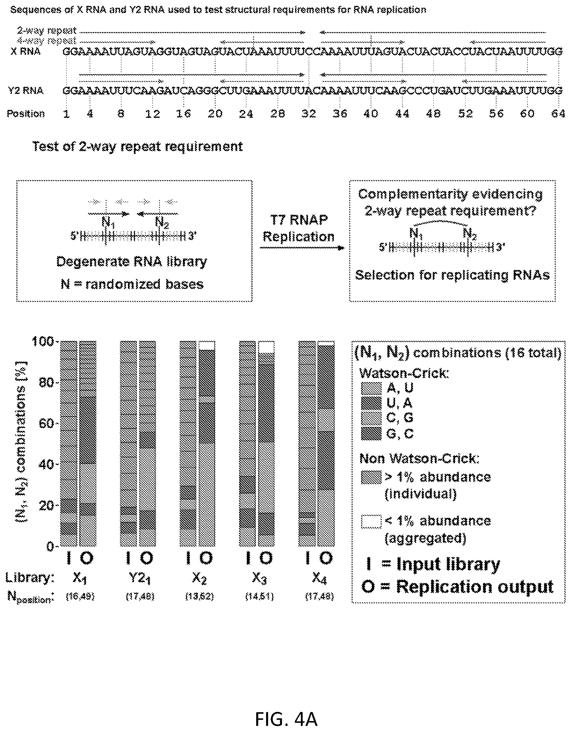 Patent US12612658 Figure 13 – RNA replication using transcription polymerases