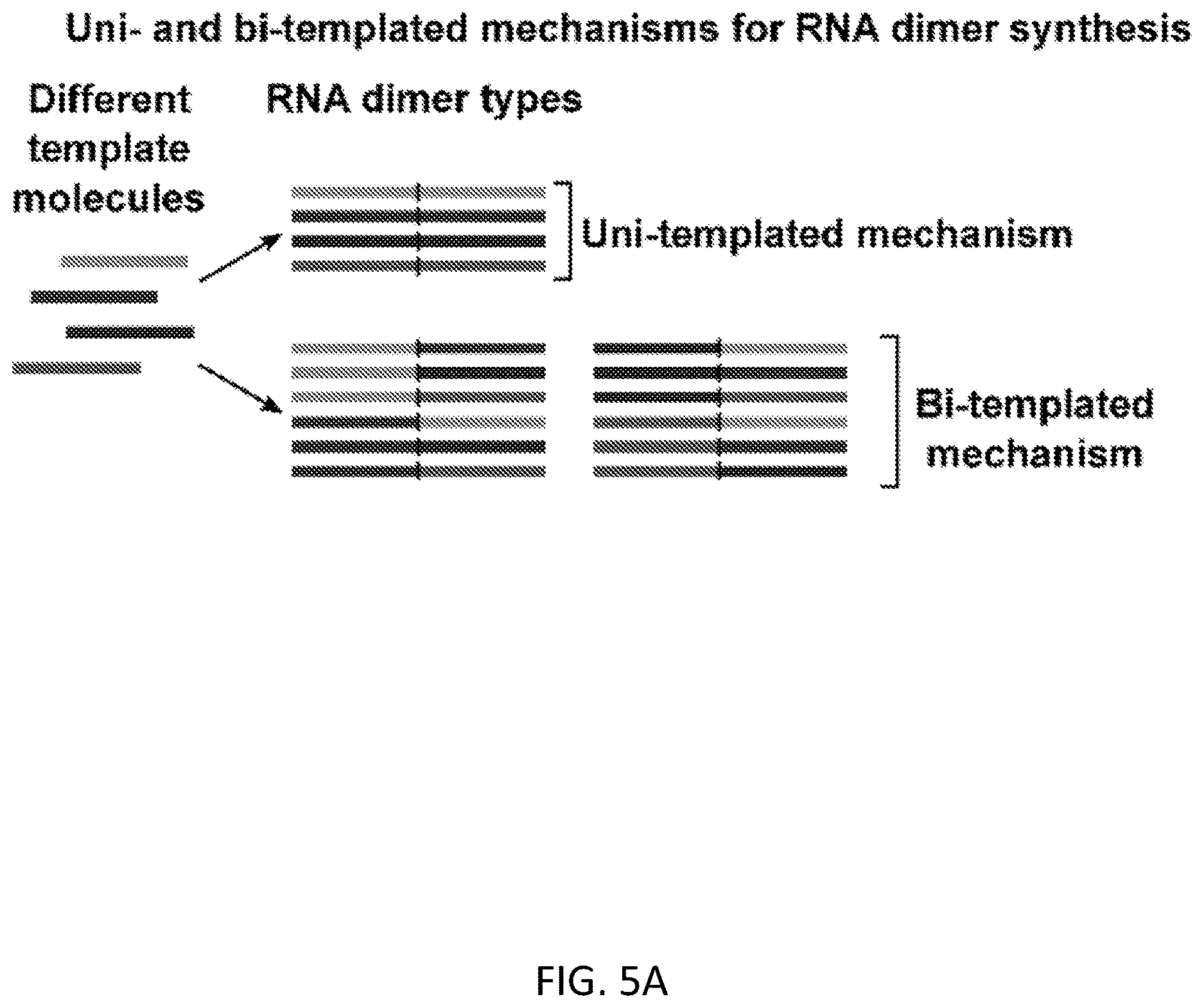 Patent US12612658 Figure 17 – RNA replication using transcription polymerases