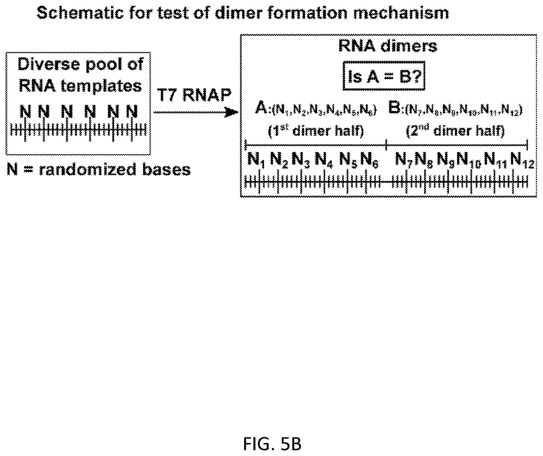 Patent US12612658 Figure 18 – RNA replication using transcription polymerases