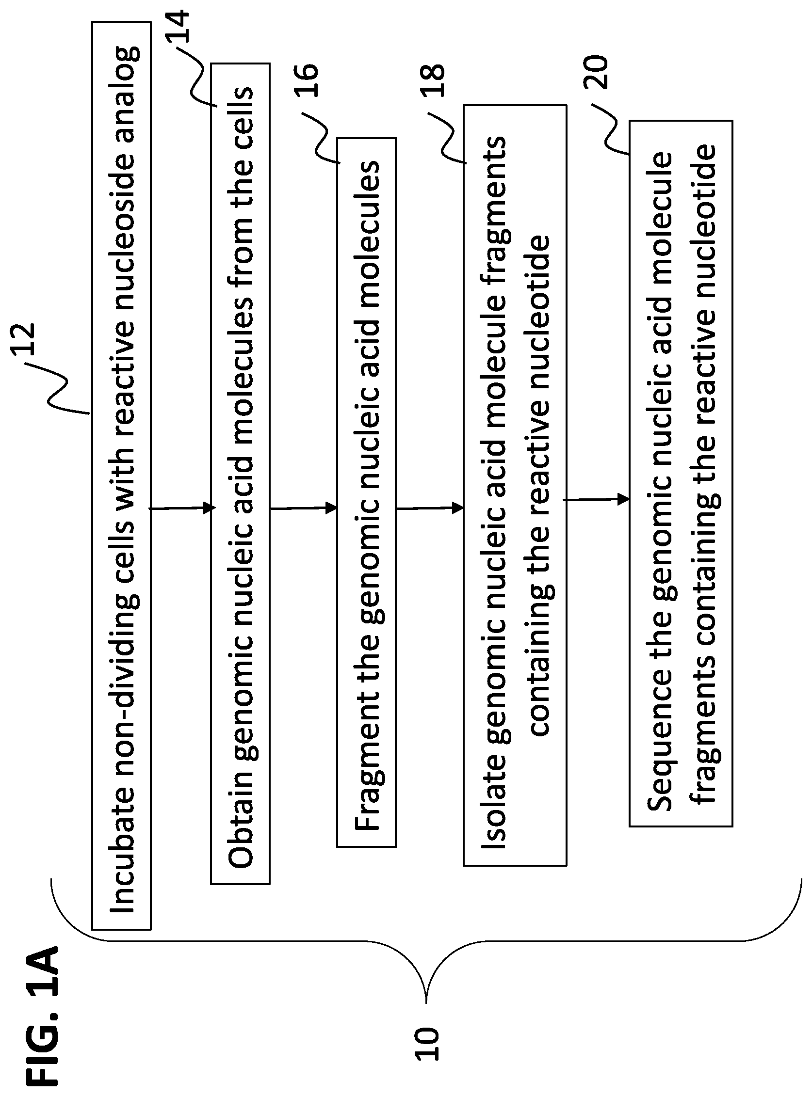 Patent US12612662 Figure 1 – DNA repair site detection for personal genomics, epigenomics, and gene therapy