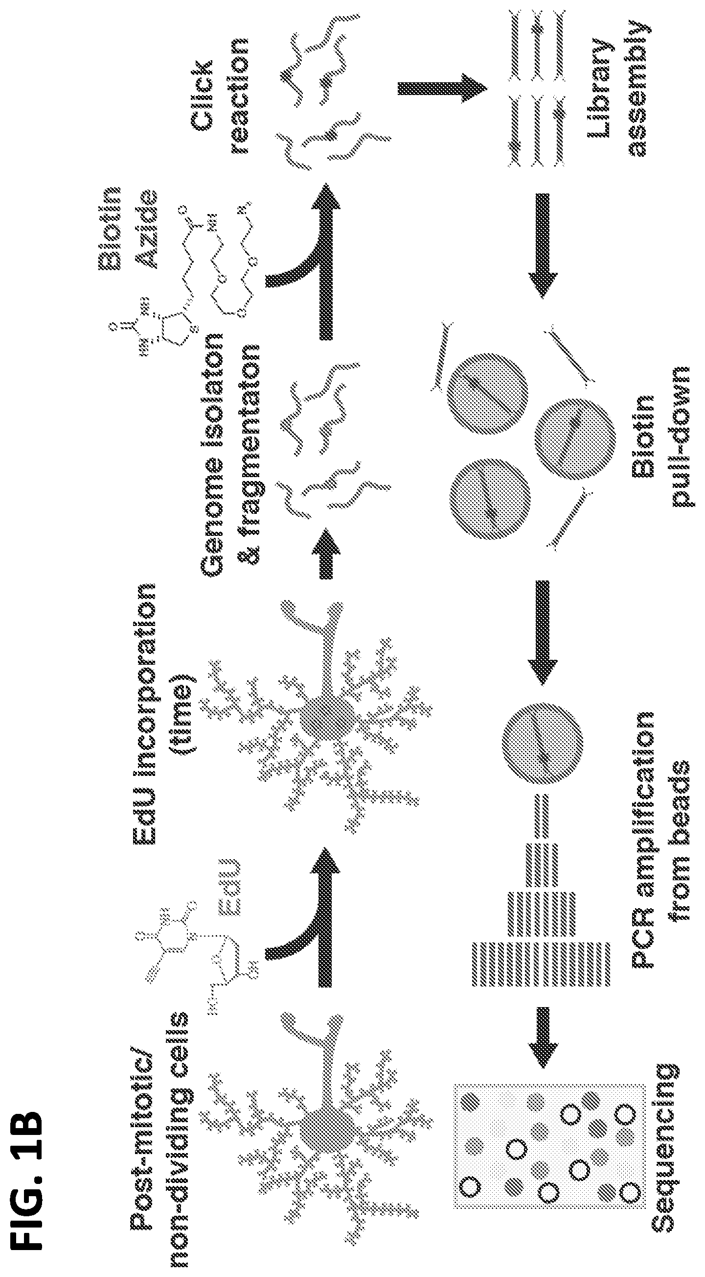 Patent US12612662 Figure 2 – DNA repair site detection for personal genomics, epigenomics, and gene therapy