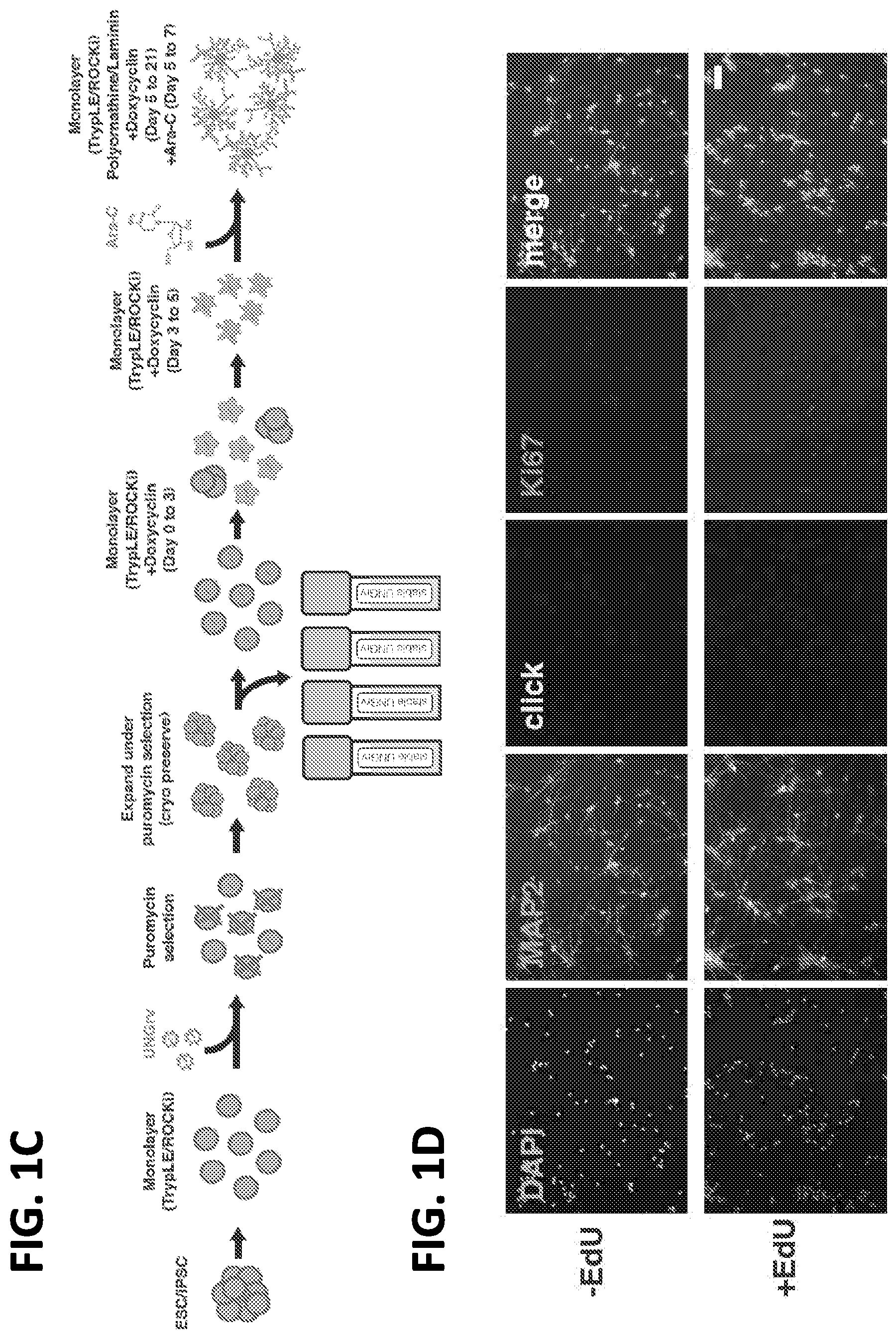 Patent US12612662 Figure 3 – DNA repair site detection for personal genomics, epigenomics, and gene therapy