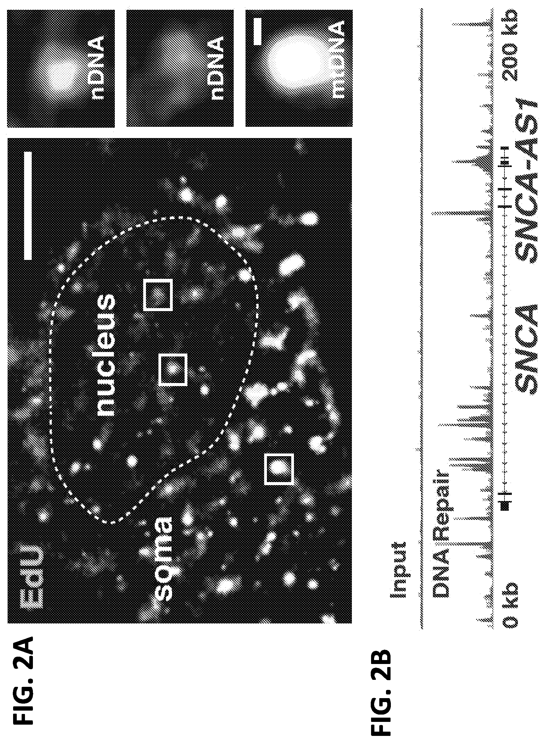 Patent US12612662 Figure 4 – DNA repair site detection for personal genomics, epigenomics, and gene therapy