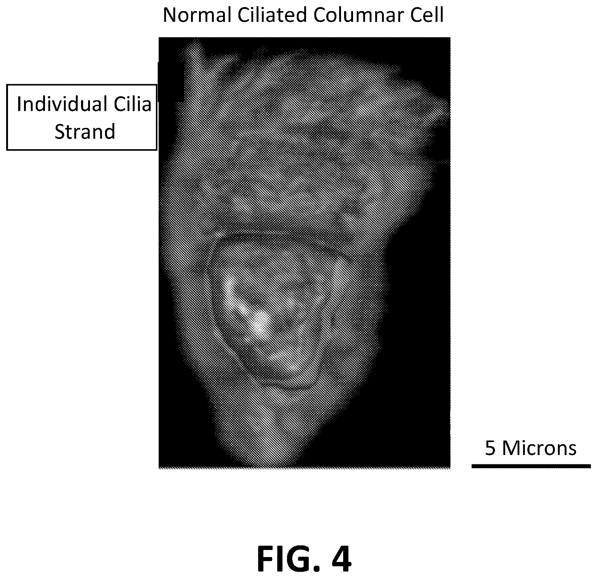 Patent US12612663 Figure 4 – Morphometric detection of DNA mismatch repair deficiency