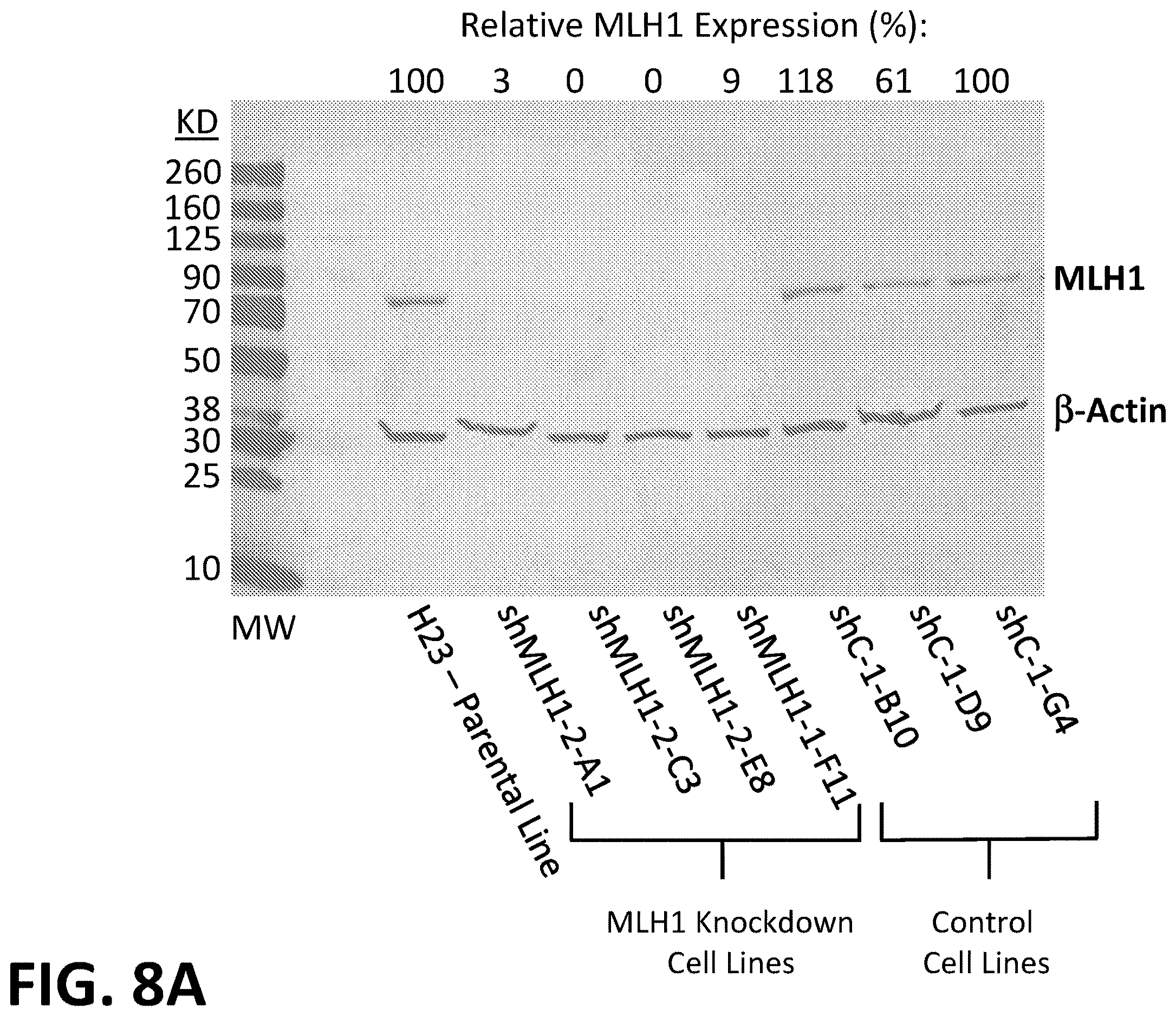 Patent US12612663 Figure 8 – Morphometric detection of DNA mismatch repair deficiency