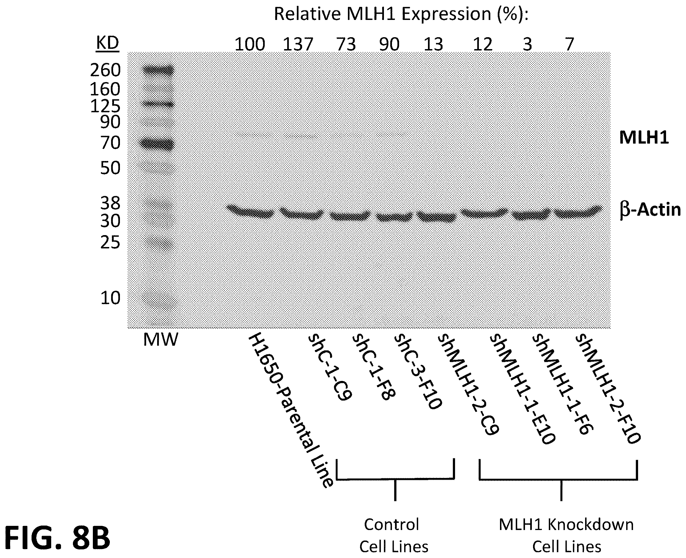 Patent US12612663 Figure 9 – Morphometric detection of DNA mismatch repair deficiency