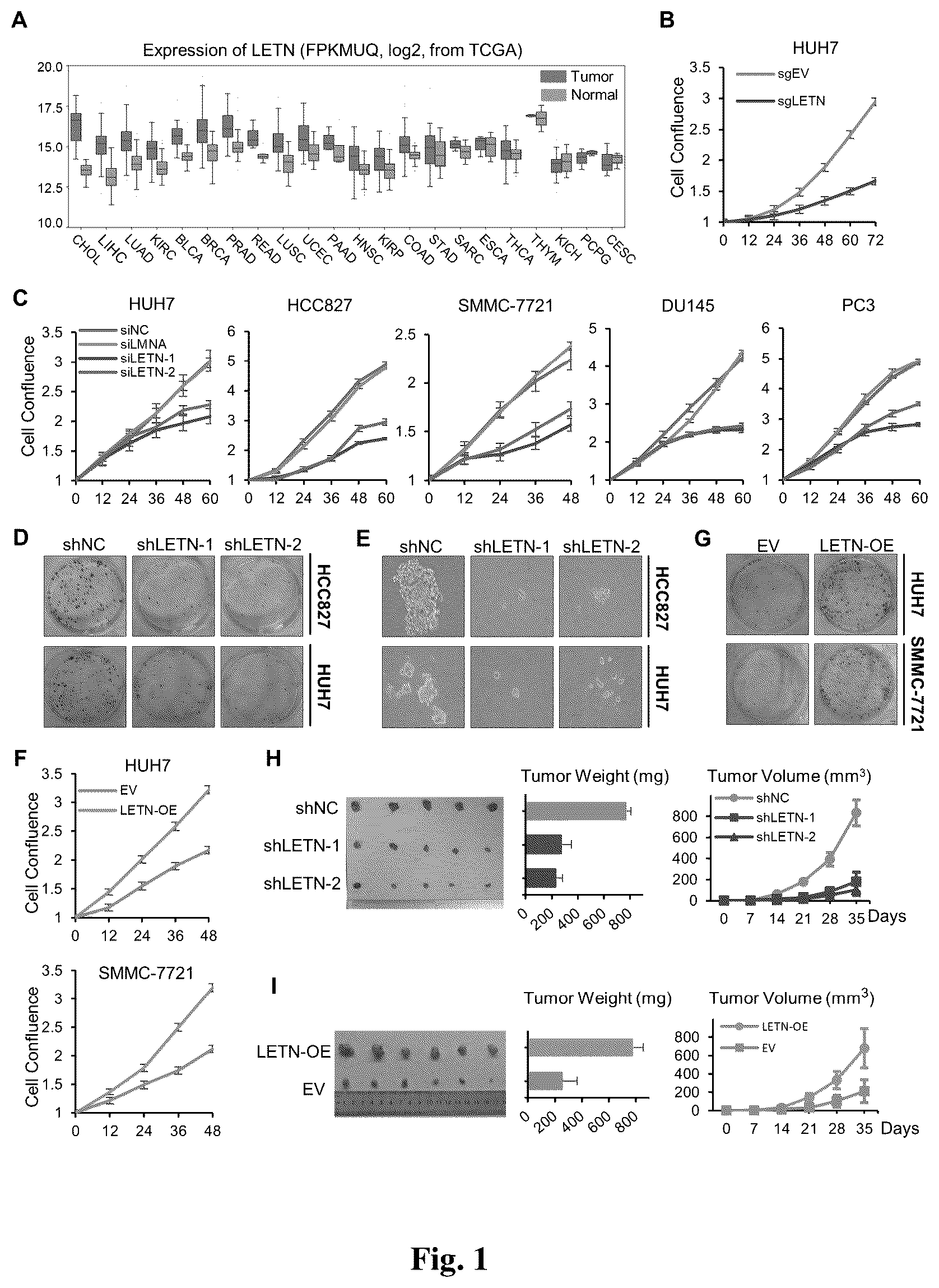 Patent US12612665 Figure 1 – Long non-coding RNA LETN serving as tumor marker and therapeutic target point
