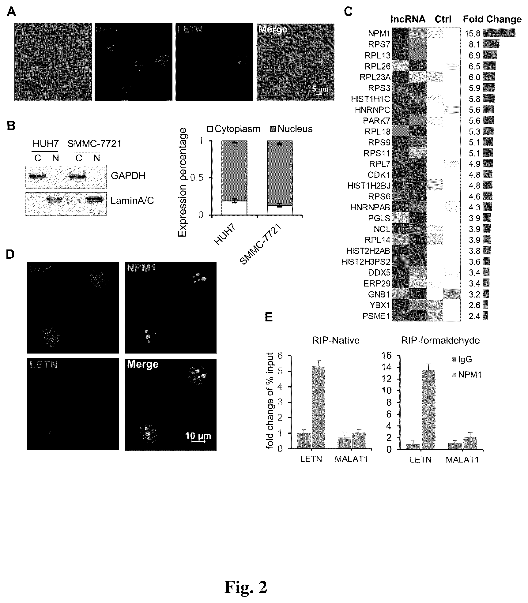 Patent US12612665 Figure 2 – Long non-coding RNA LETN serving as tumor marker and therapeutic target point