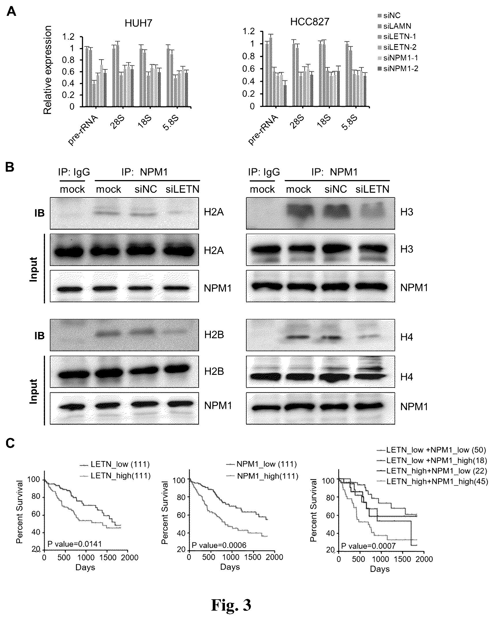 Patent US12612665 Figure 3 – Long non-coding RNA LETN serving as tumor marker and therapeutic target point