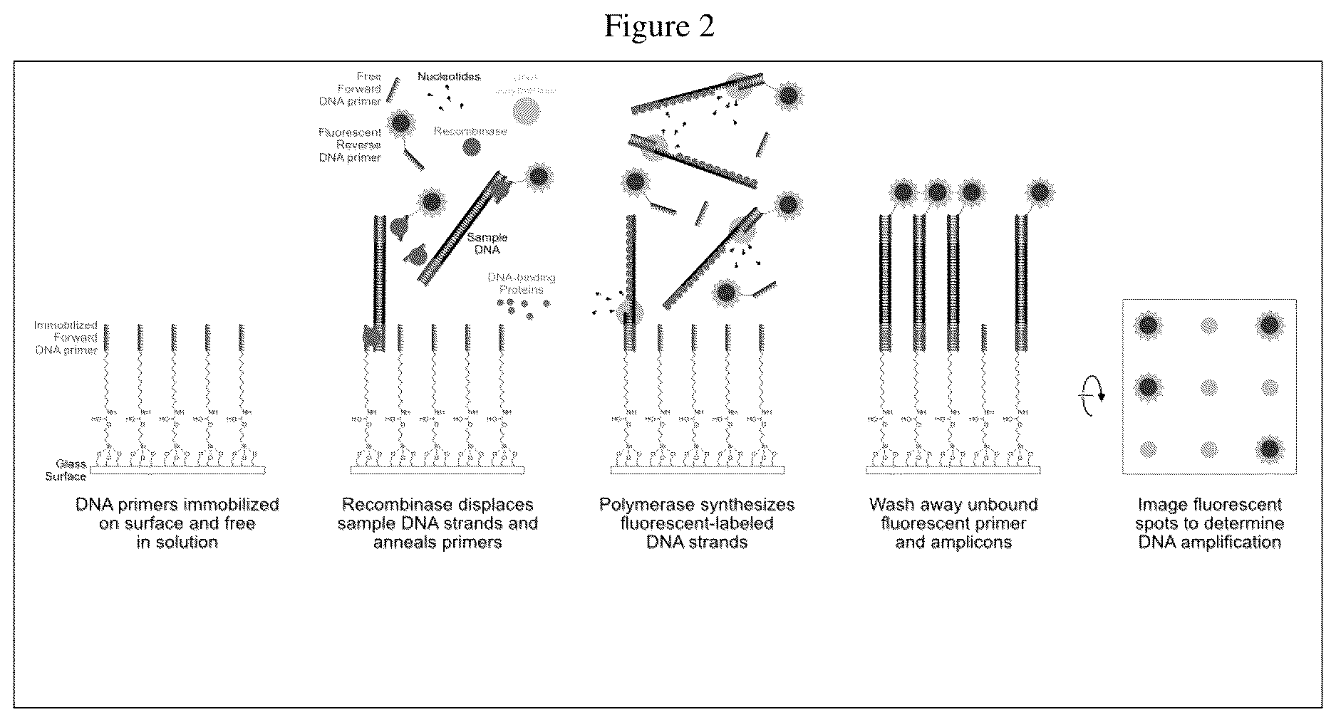 Patent US12612667 Figure 2 – Solid phase recombinase polymerase amplification for human pathogen identification