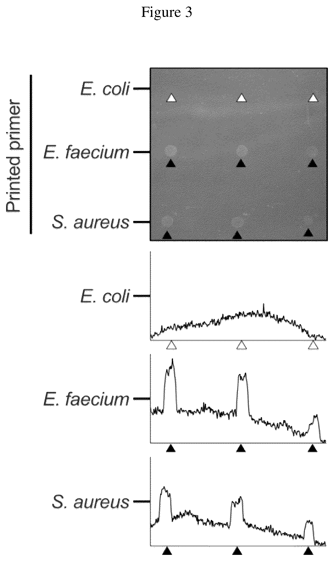 Patent US12612667 Figure 3 – Solid phase recombinase polymerase amplification for human pathogen identification