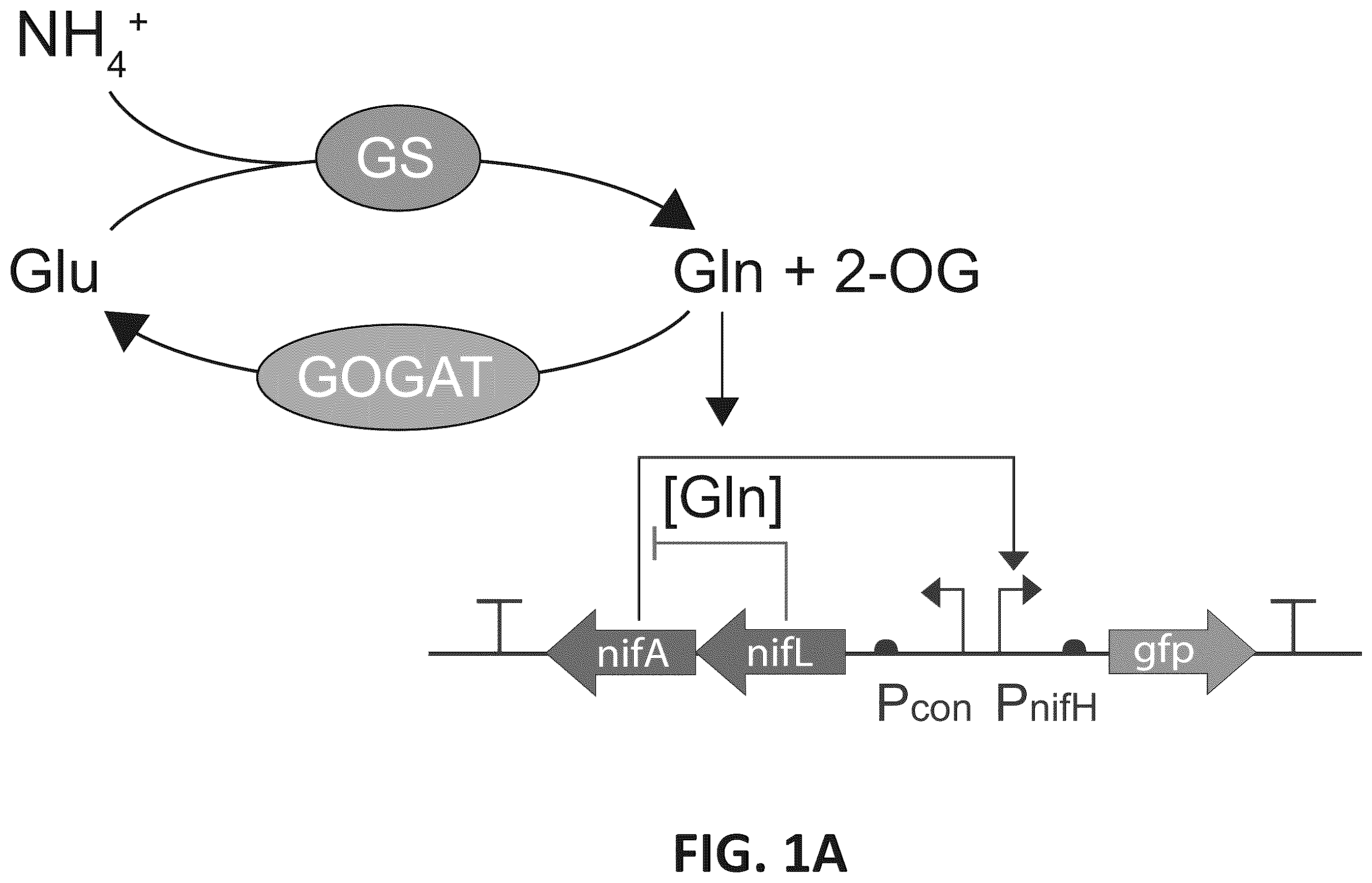 Patent US12612669 Figure 1 – High-throughput methods for isolating and characterizing ammonium-excreting mutant libraries generated by chemical mutagenesis