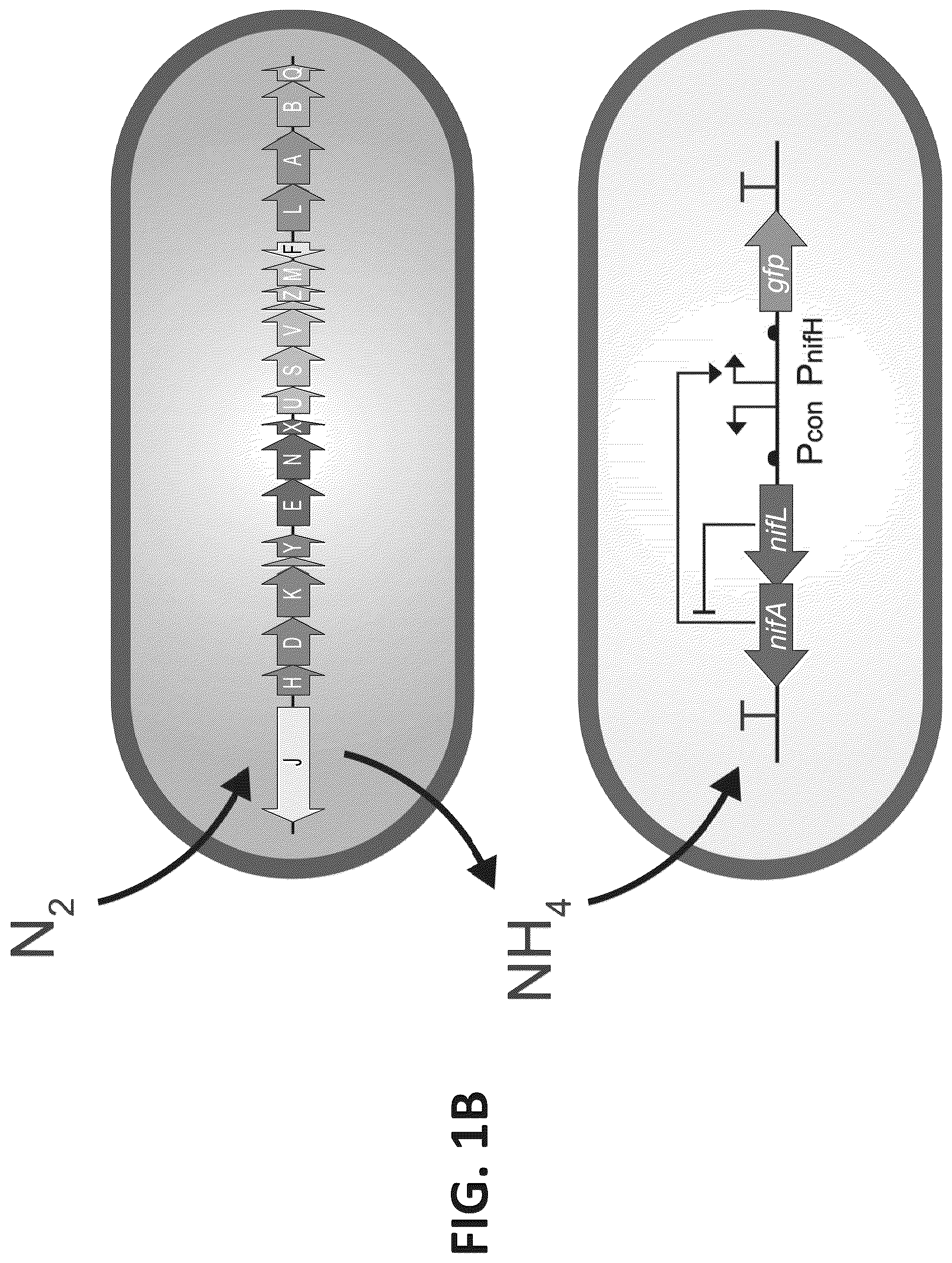 Patent US12612669 Figure 2 – High-throughput methods for isolating and characterizing ammonium-excreting mutant libraries generated by chemical mutagenesis