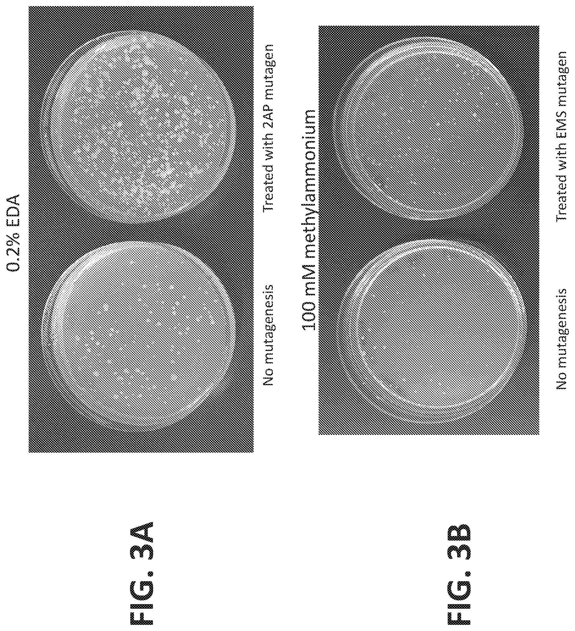 Patent US12612669 Figure 4 – High-throughput methods for isolating and characterizing ammonium-excreting mutant libraries generated by chemical mutagenesis