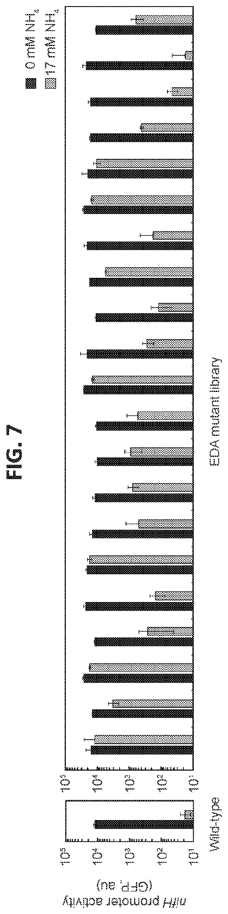 Patent US12612669 Figure 8 – High-throughput methods for isolating and characterizing ammonium-excreting mutant libraries generated by chemical mutagenesis