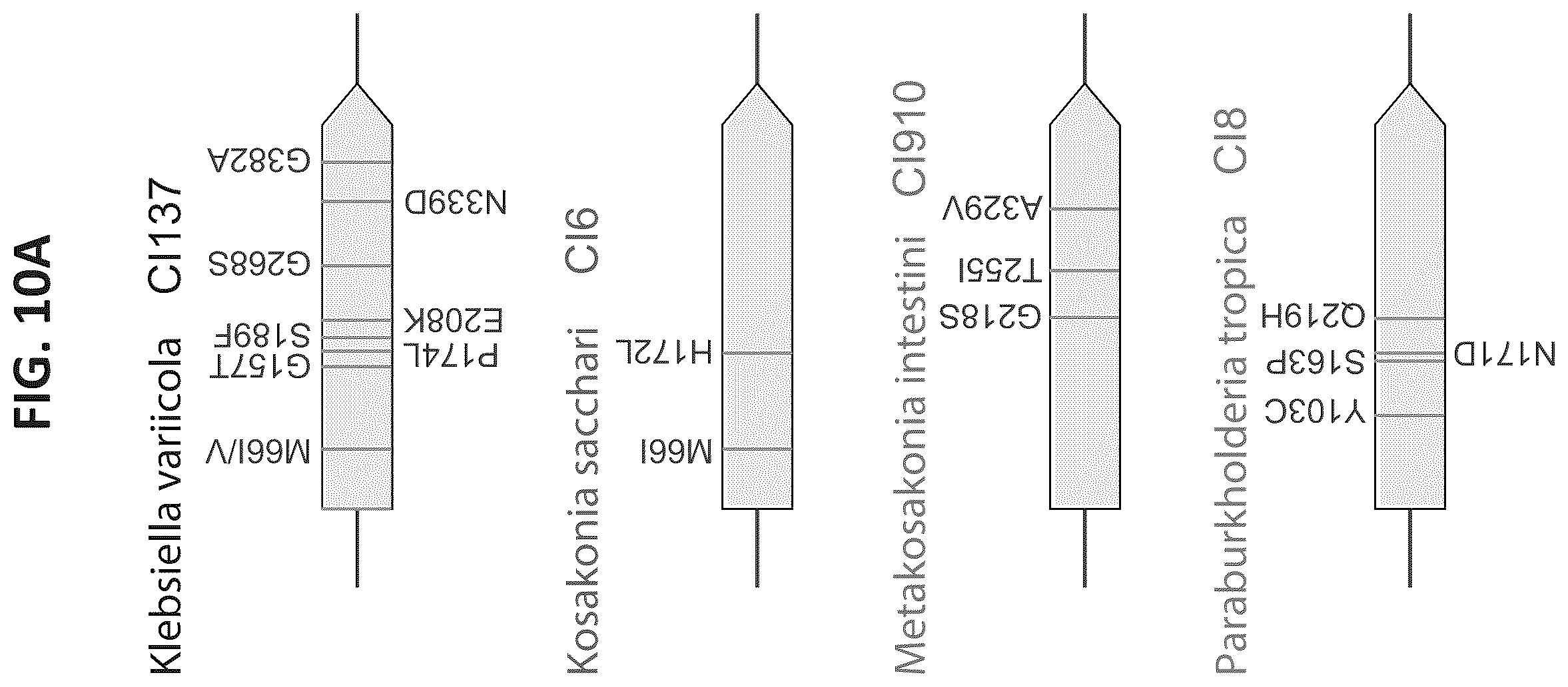 Patent US12612669 Figure 11 – High-throughput methods for isolating and characterizing ammonium-excreting mutant libraries generated by chemical mutagenesis