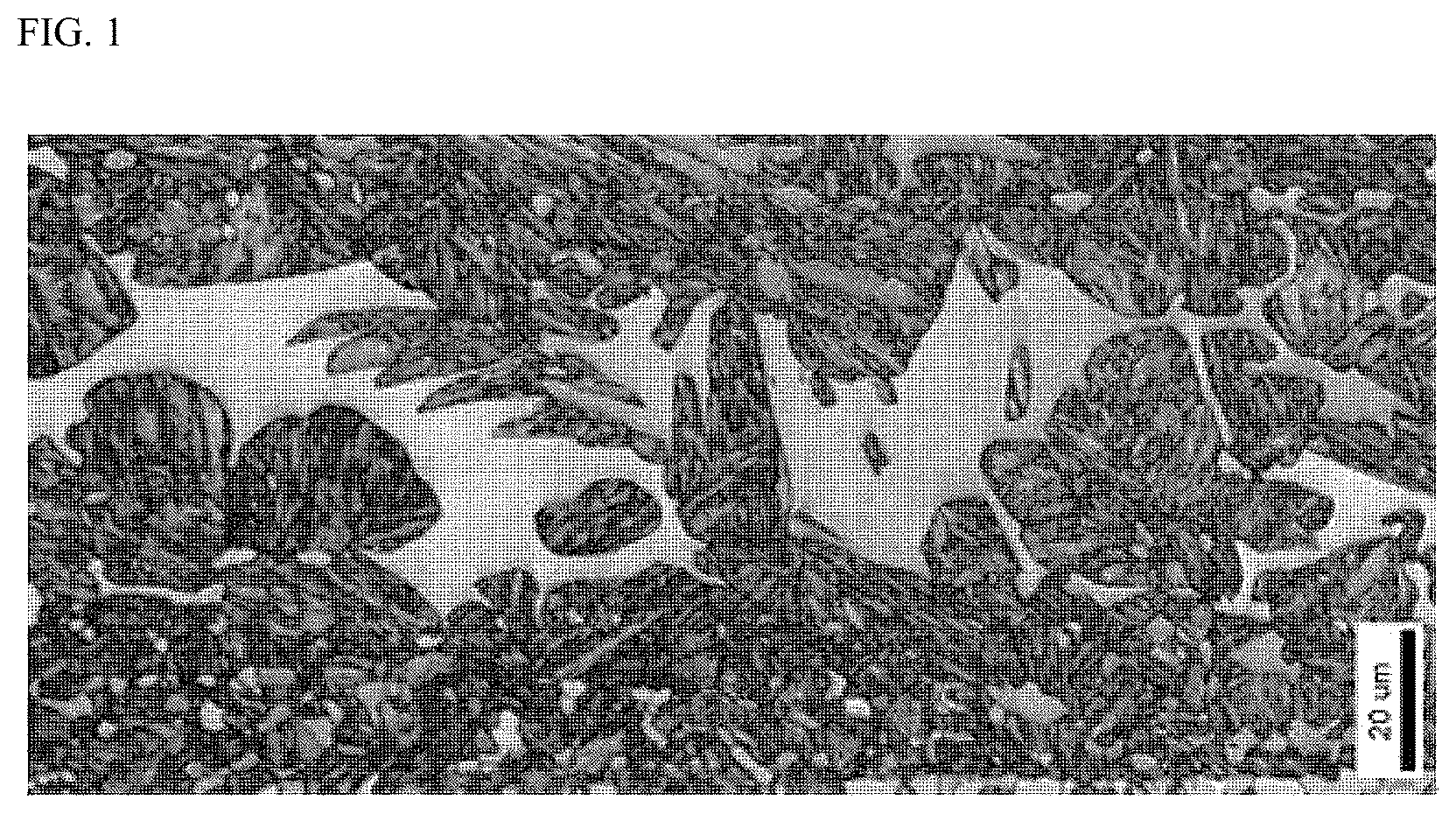 Patent US12612684 Figure 1 – Martensitic stainless steel with excellent hardenability
