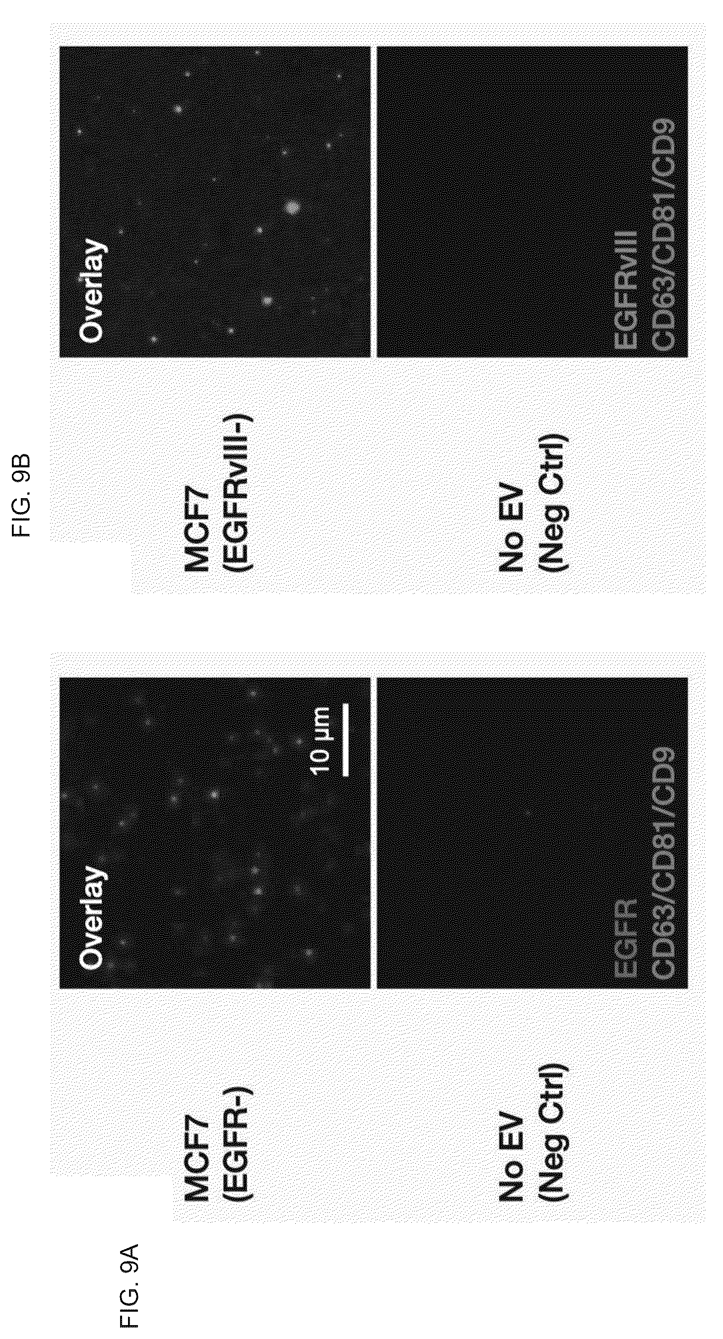 Patent US12613188 Figure 9 – Methods and systems of enhancing electromagnetic radiation signals from extracellular vesicles