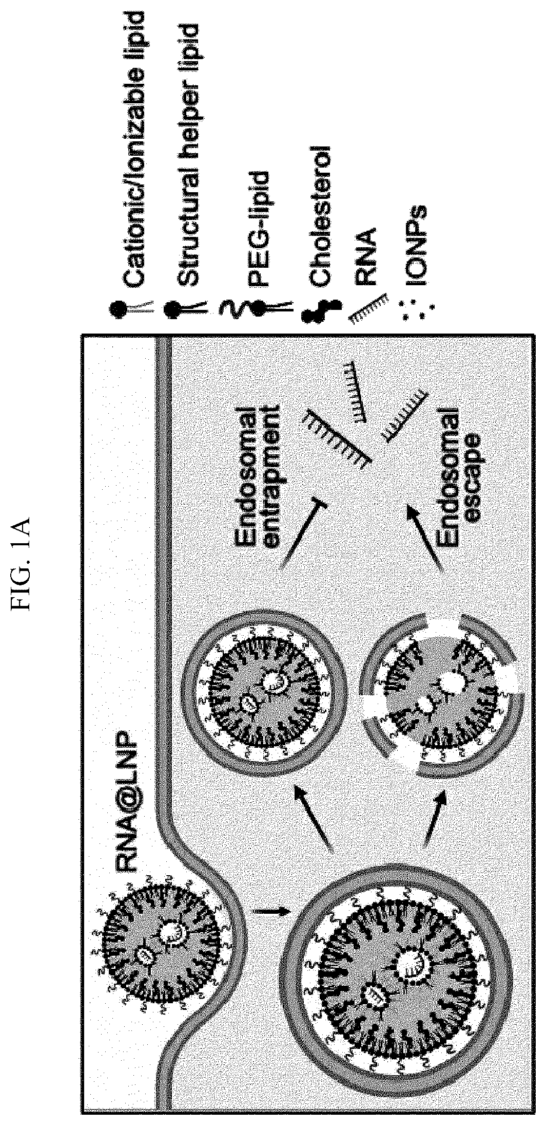 Patent US12613204 Figure 1 – Method for analyzing endosomal escape efficiency of drug delivery particles