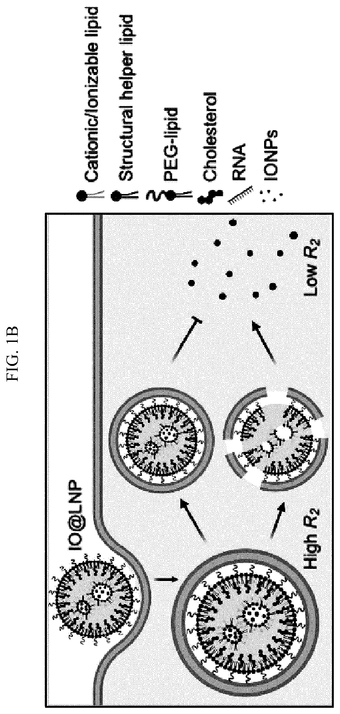 Patent US12613204 Figure 2 – Method for analyzing endosomal escape efficiency of drug delivery particles