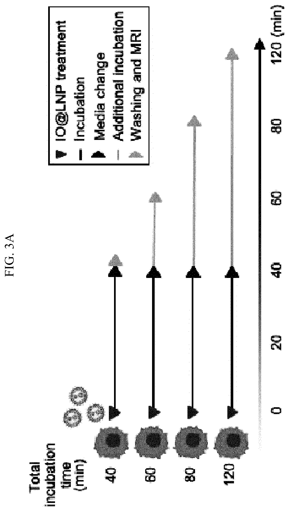 Patent US12613204 Figure 7 – Method for analyzing endosomal escape efficiency of drug delivery particles
